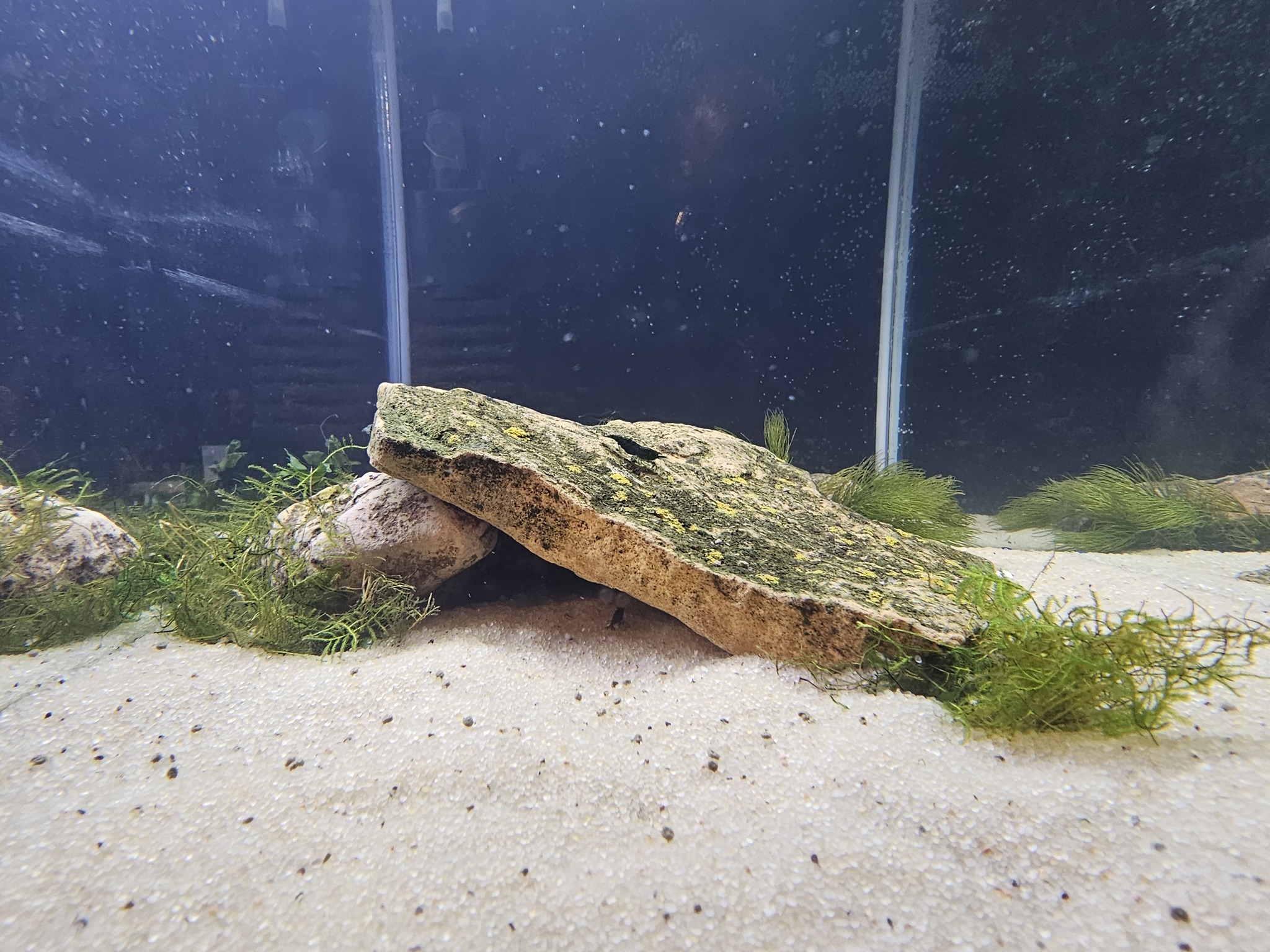 Oak Aquatics | Fond du Lac WI
