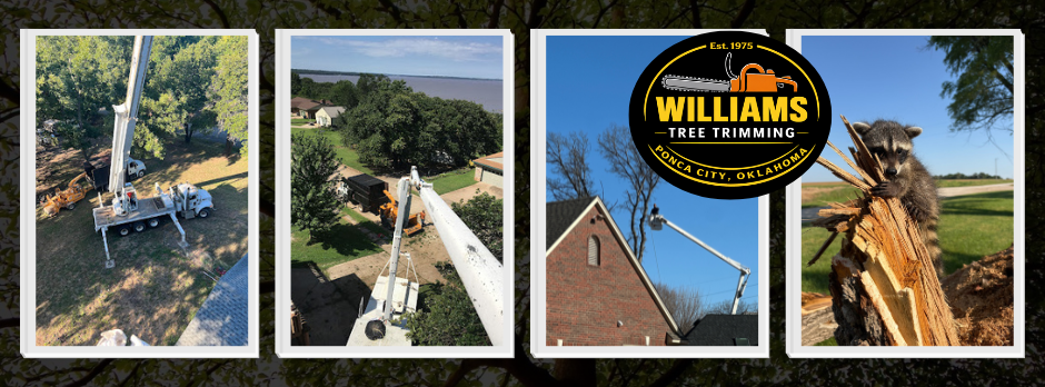 Williams Tree Trimming