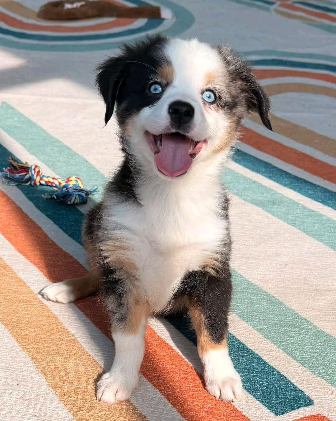 Toy & mini Aussies puppies for adoption near me | Facebook