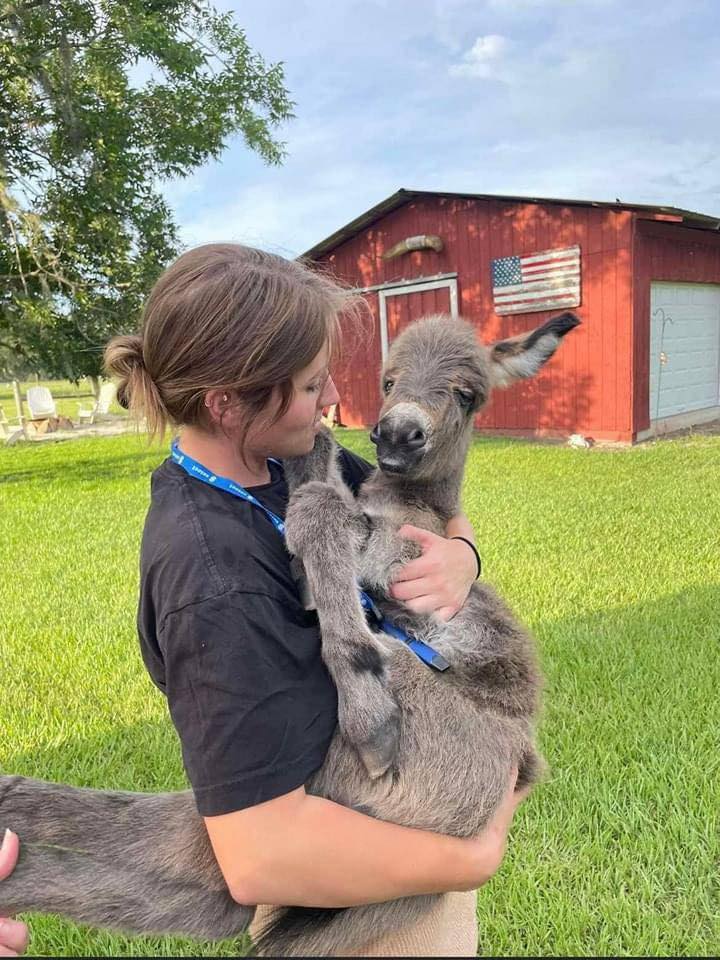 Mini Donkeys For adoption | Facebook