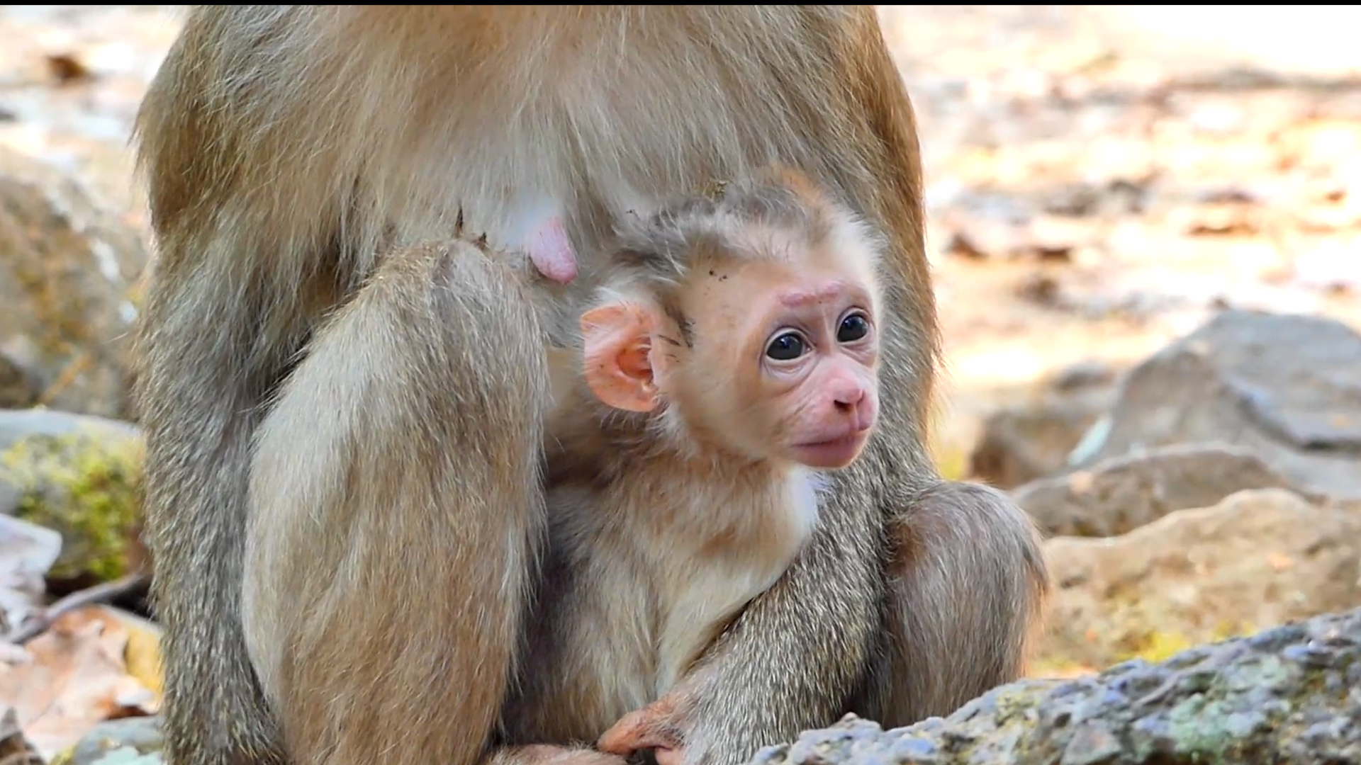 Adorable baby monkey newborn , Rescue timewild 087 #monkeys #Rescue # ...