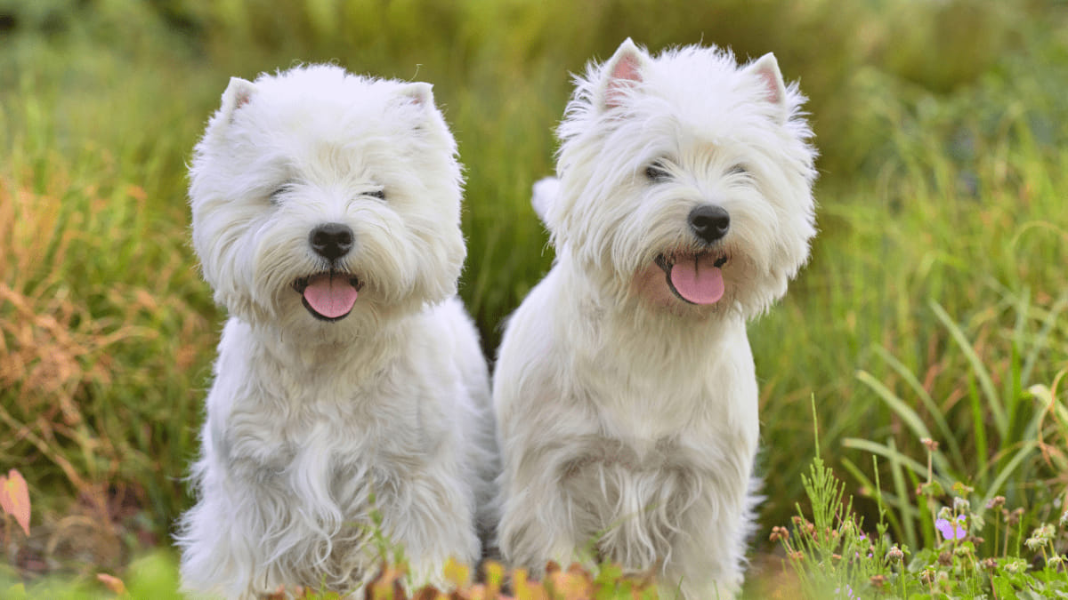 Image showcasing West Highland White Terrier