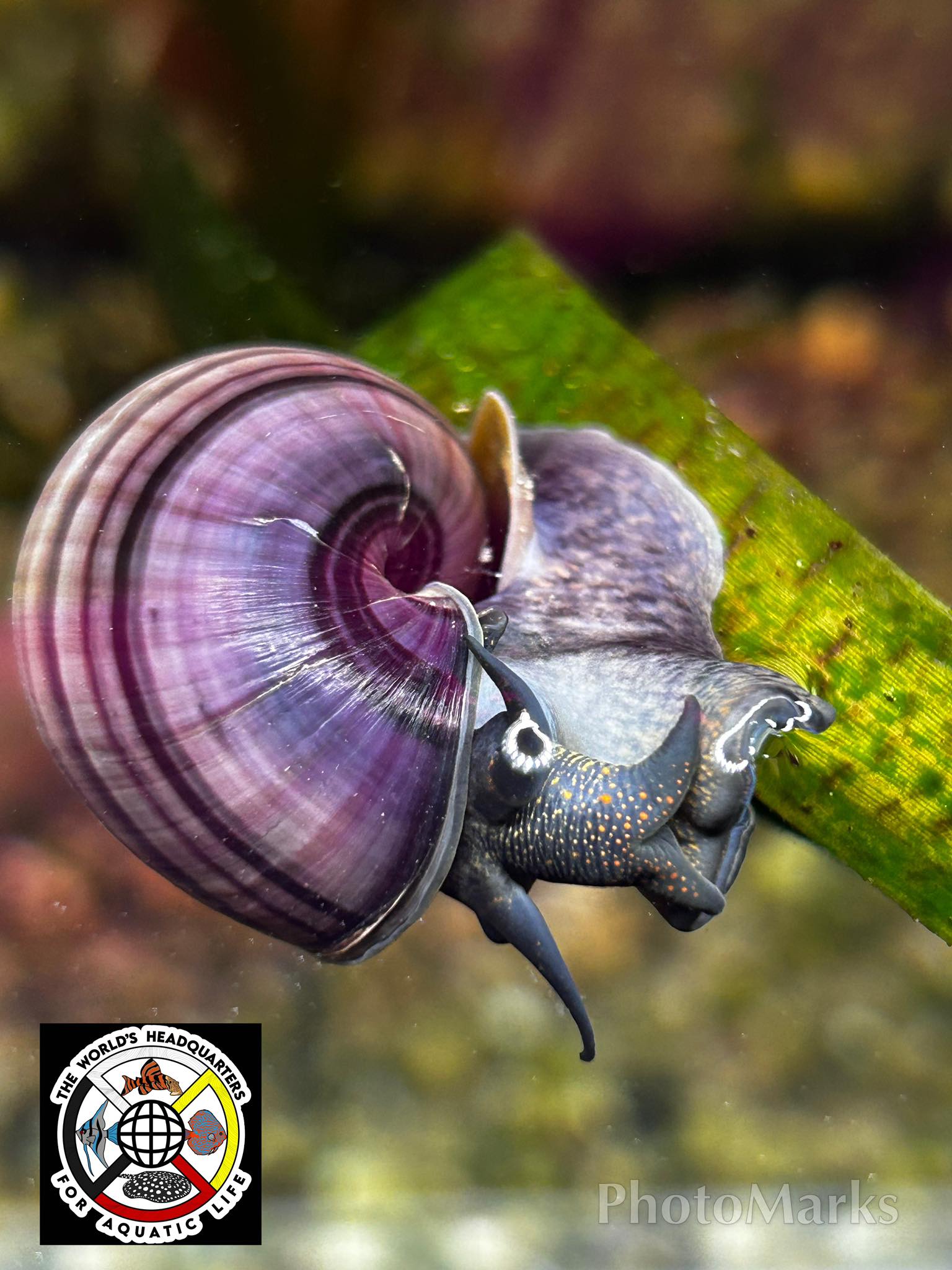 The Little Gray Snail... - The Little Gray Snail Company