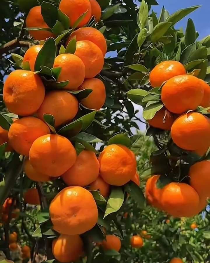 Rao Azhar Nursery Farm Pattoki | Pattoki