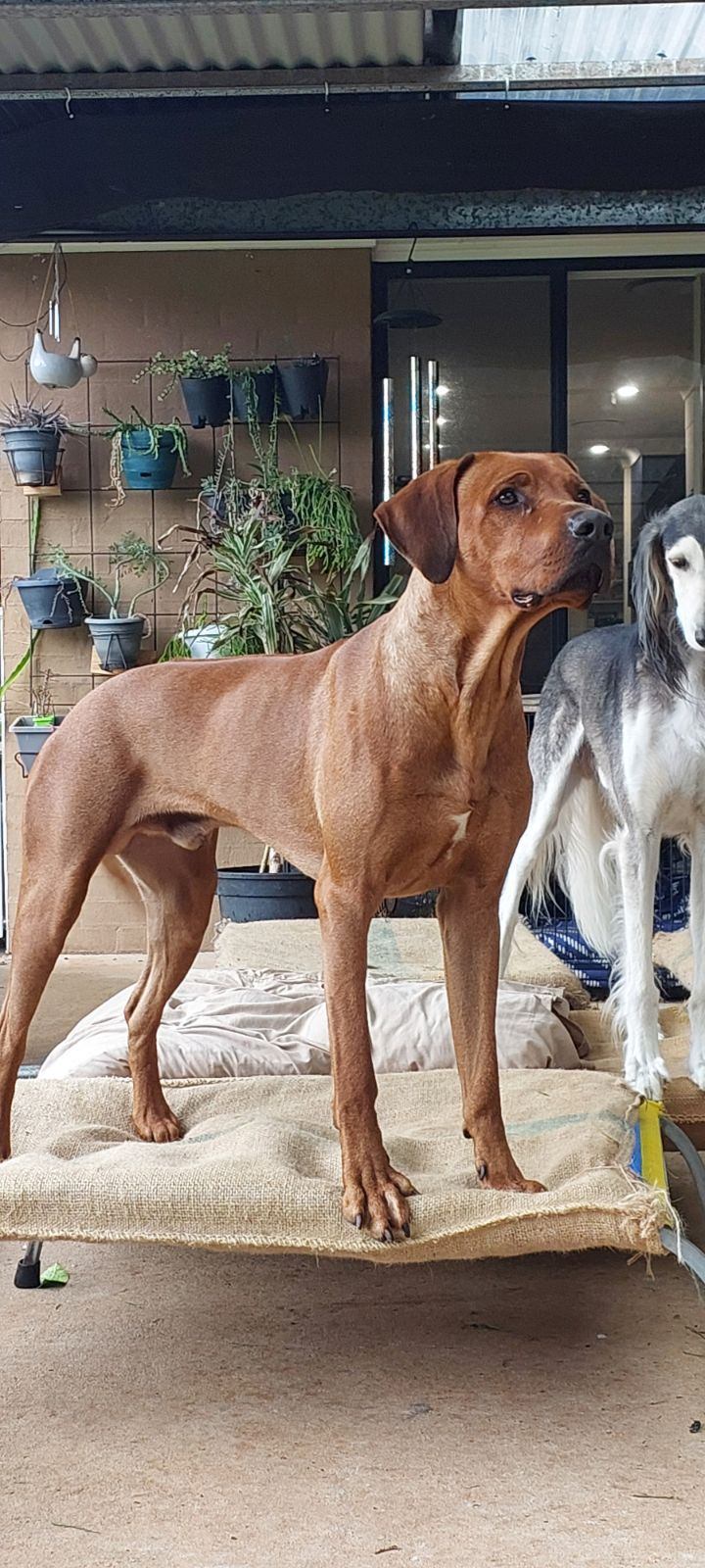 Jedazar Ridgebacks | Smithfield NSW