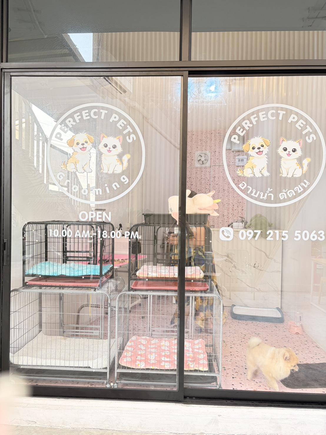 Perfect Pets | Bangkok