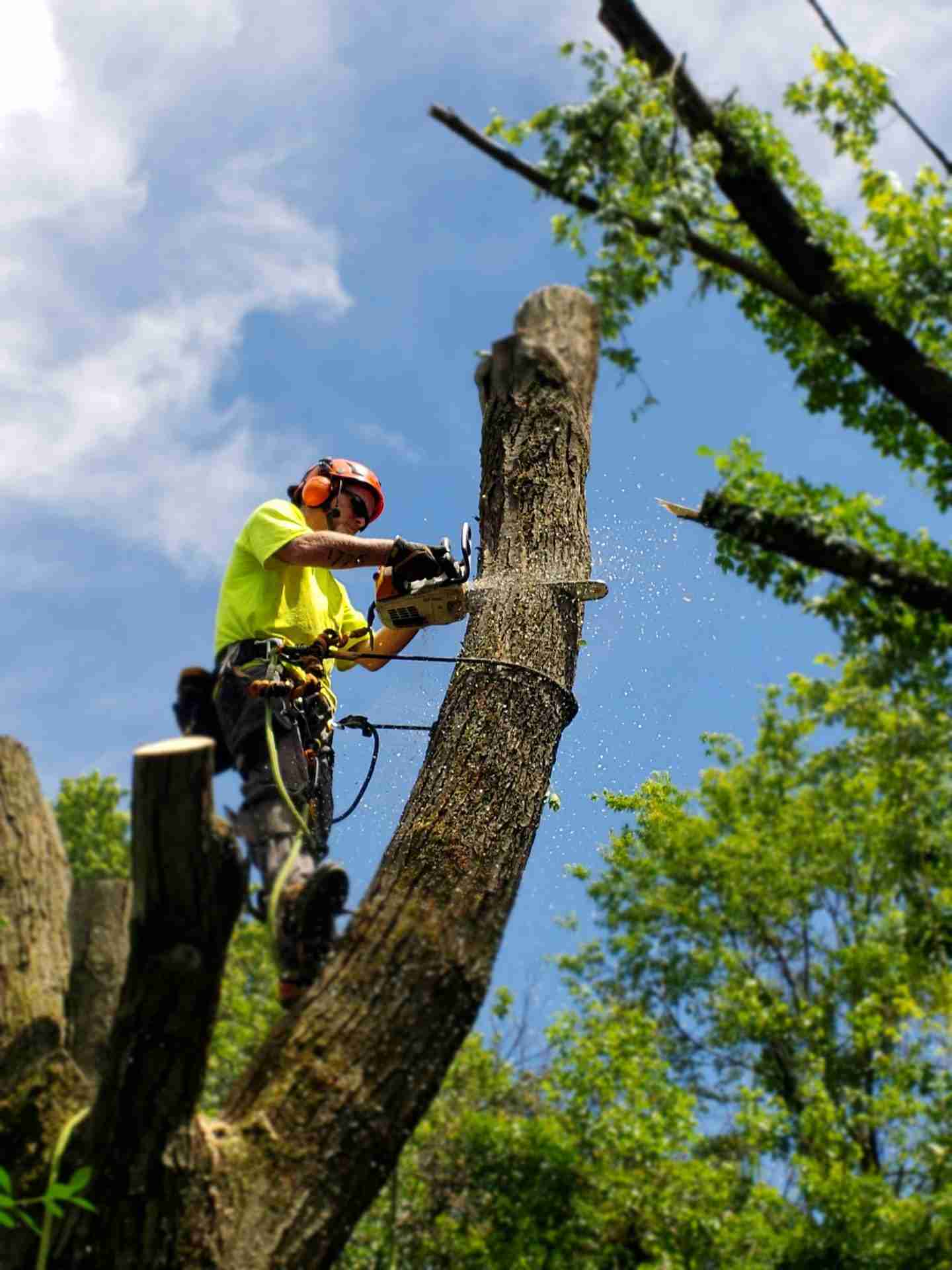 Powerful Tree Removal Machine #StumpGrinding #TreeRemoval #Shorts ...