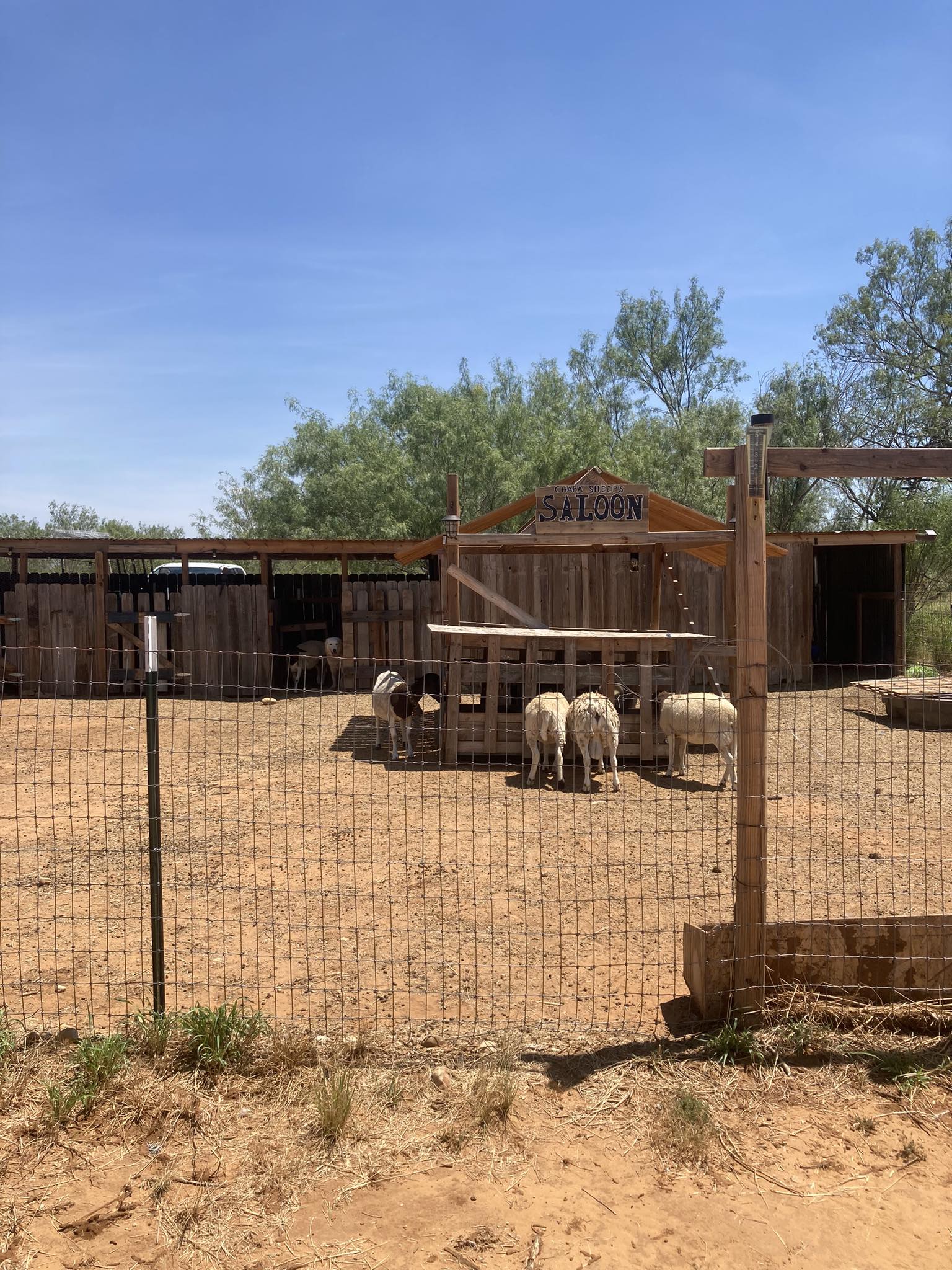 El oro negro ranch