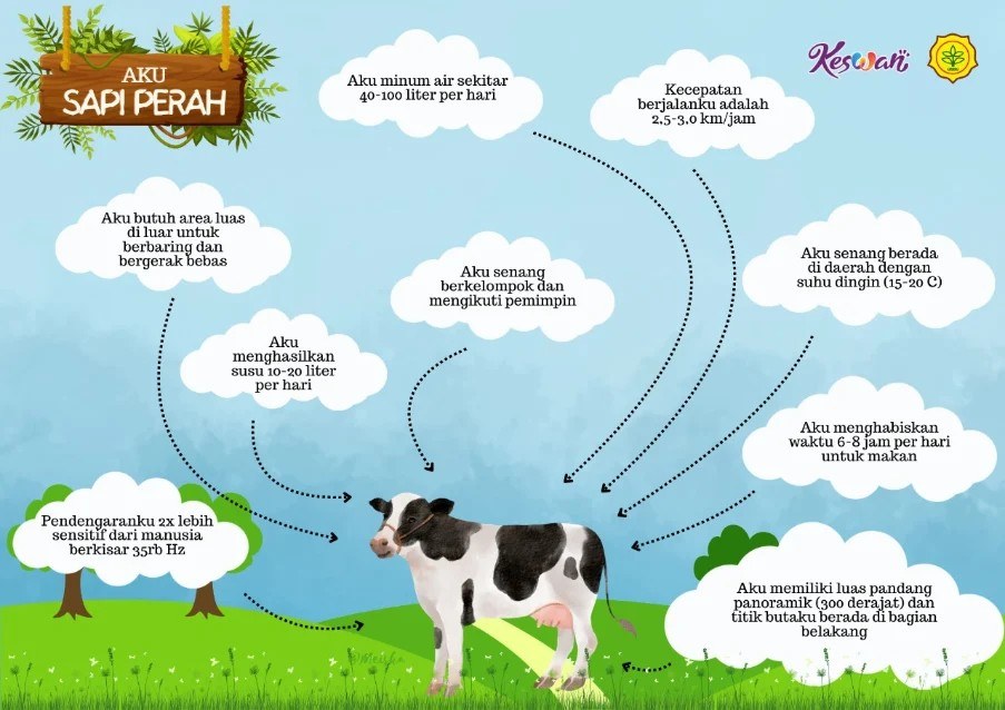 Peternak - Tahukah #KawanTernak tentang Sapi Perah? Berapa banyak susu ...