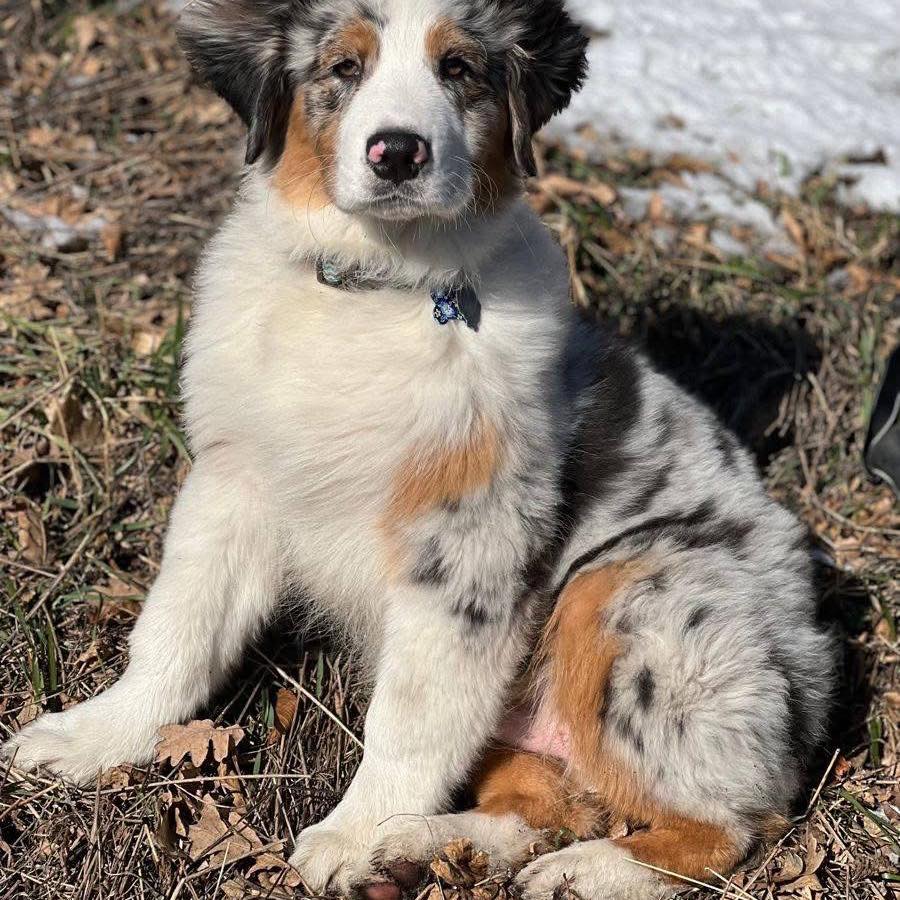 Australian Shepherd Puppies For Adoption 🐾🐶 | If your Aussie had a job ...