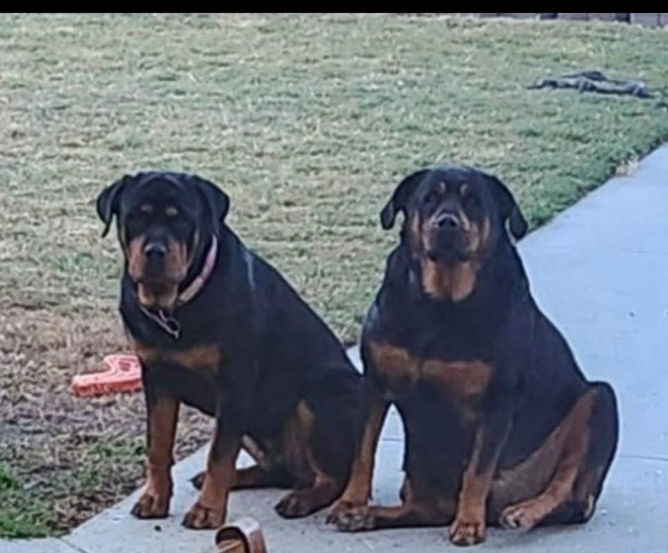 Rottweilers On The Move Caravanning Hints n Tips Australia Only | Facebook