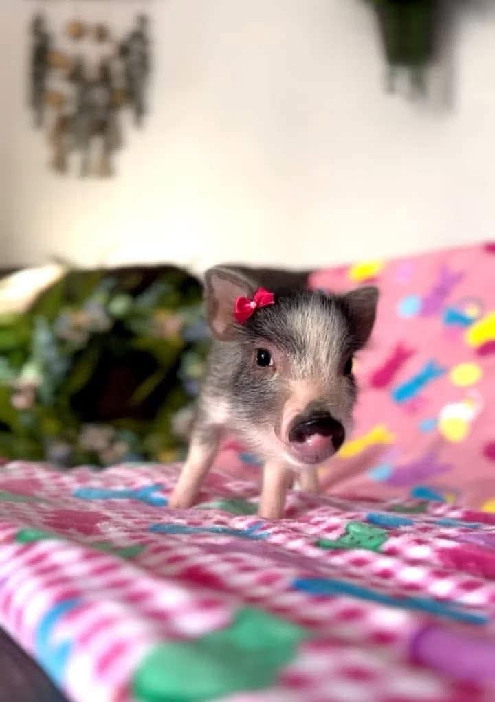 TeaCup Mini Piglets For Sale | Houston TX