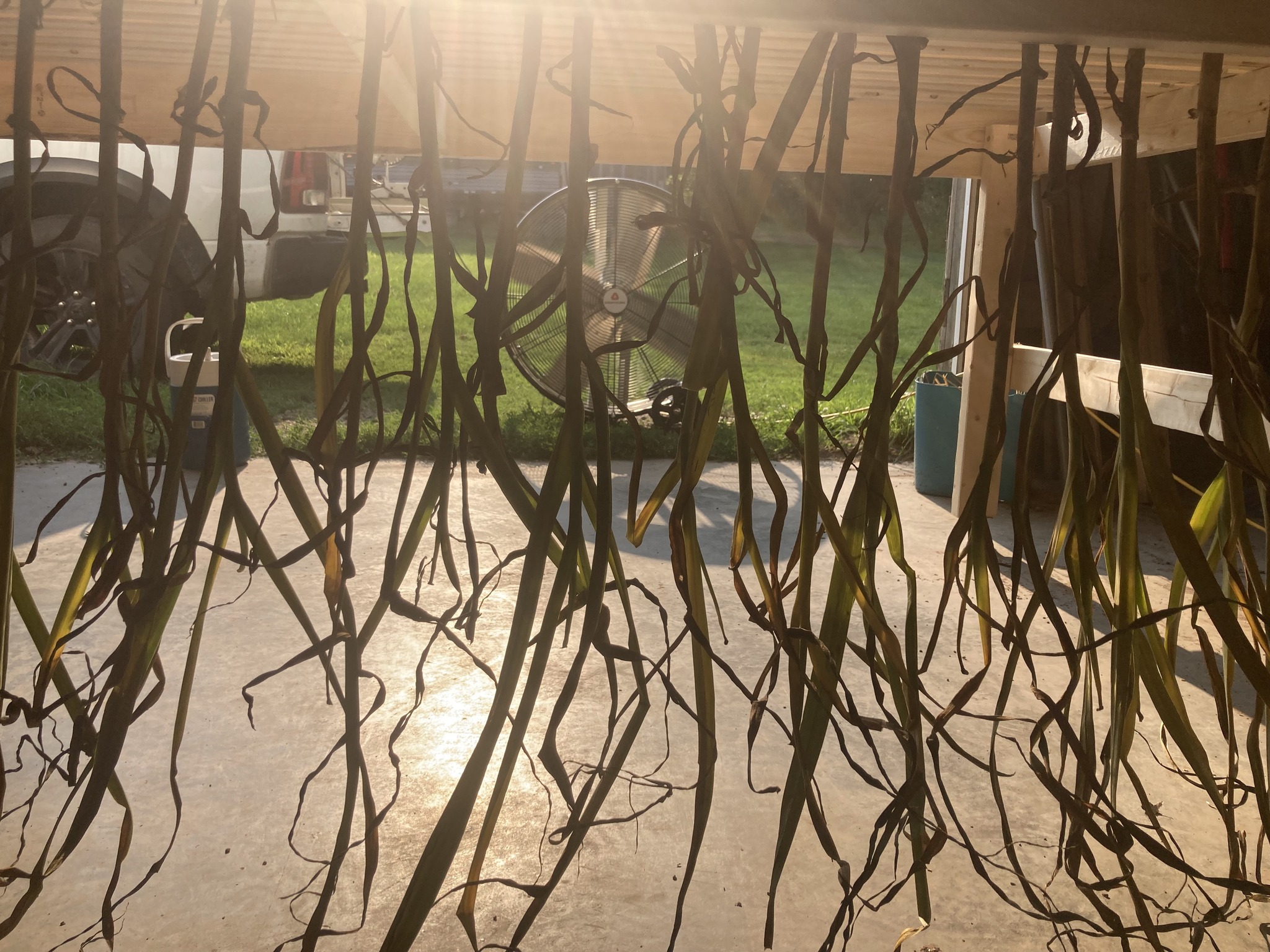 Grumpy Grandpa’s Garlic | Spooner WI