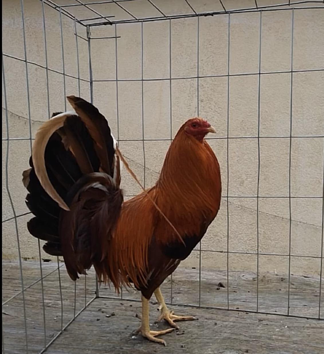 Gallera chula