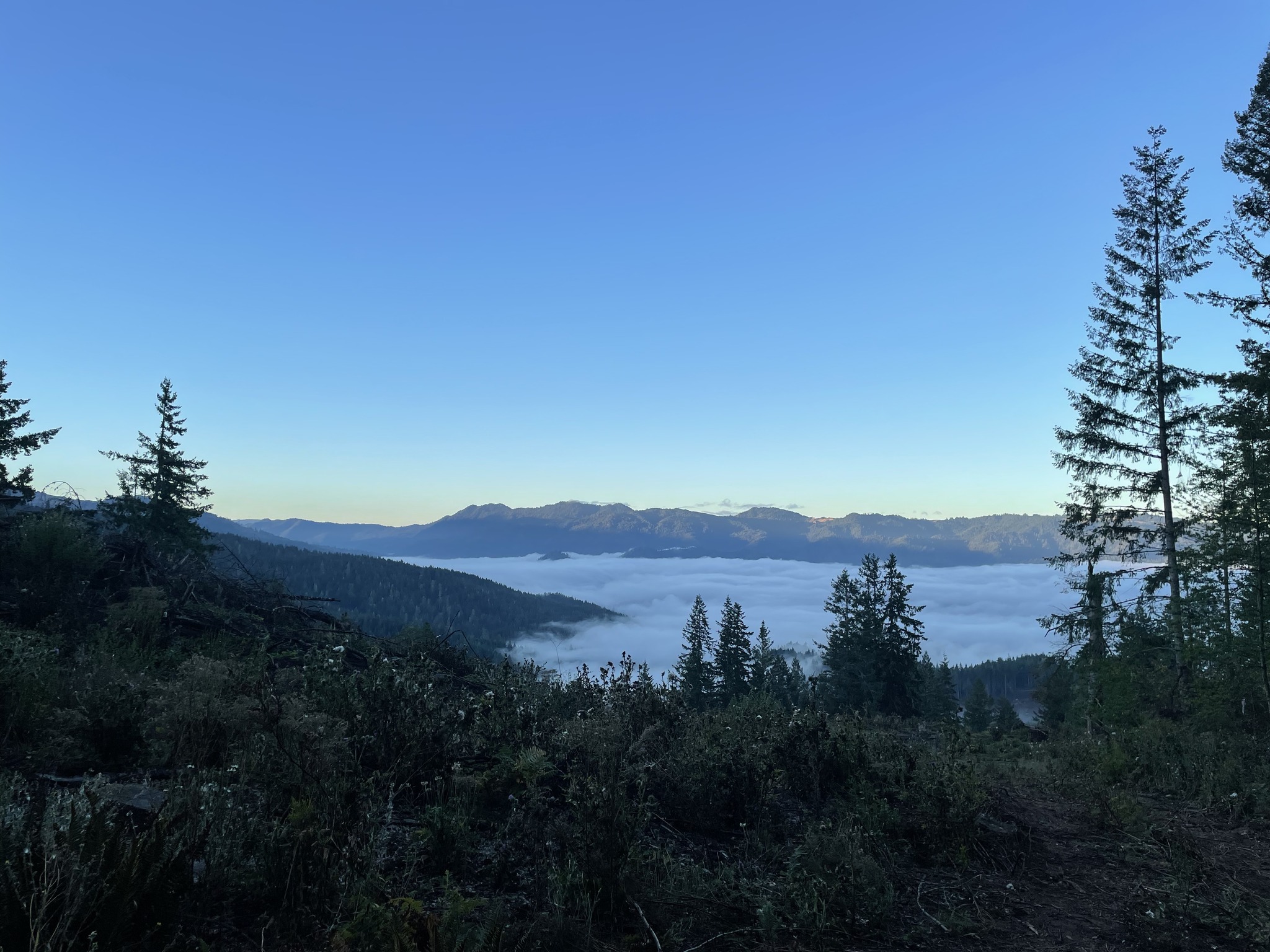 Wilson Forest Lands