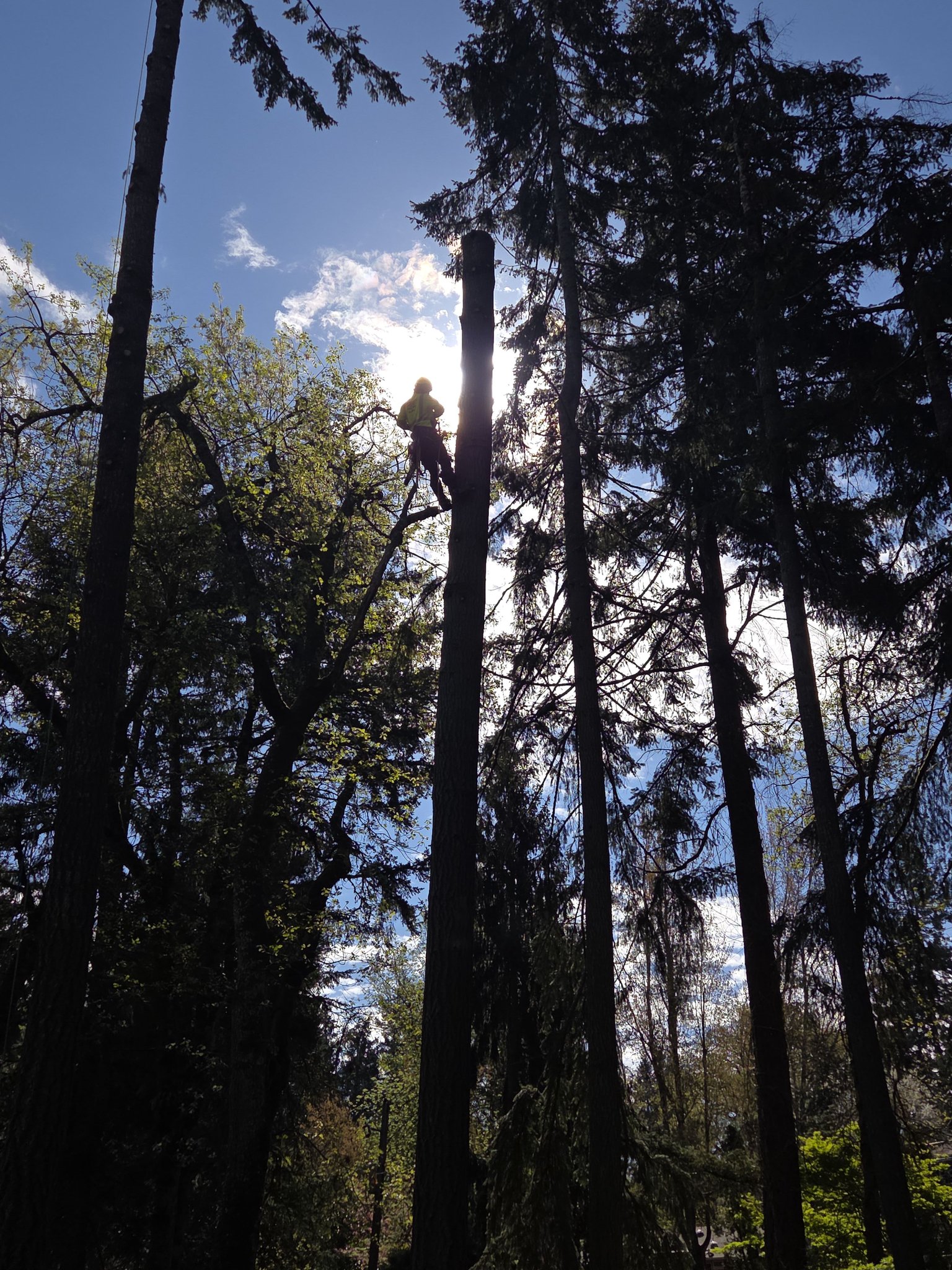 Hornbutte Tree Service LLC | Fall Creek OR