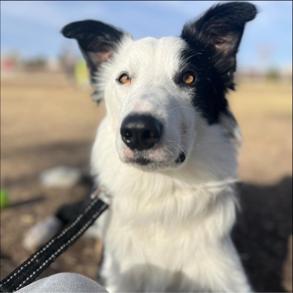 What a gentleman! | Grim the Border Collie
