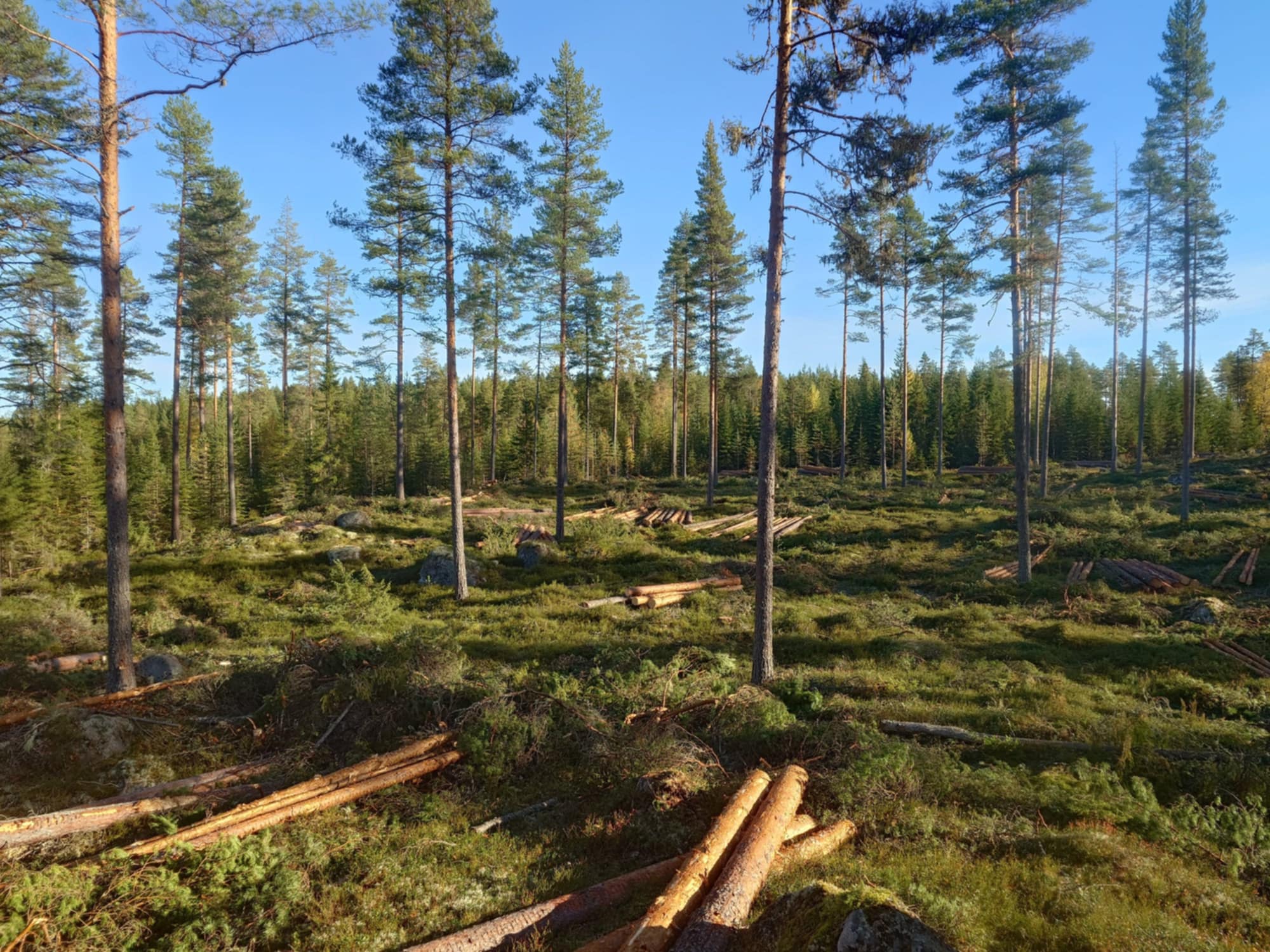 DalaSkog försäljning AB