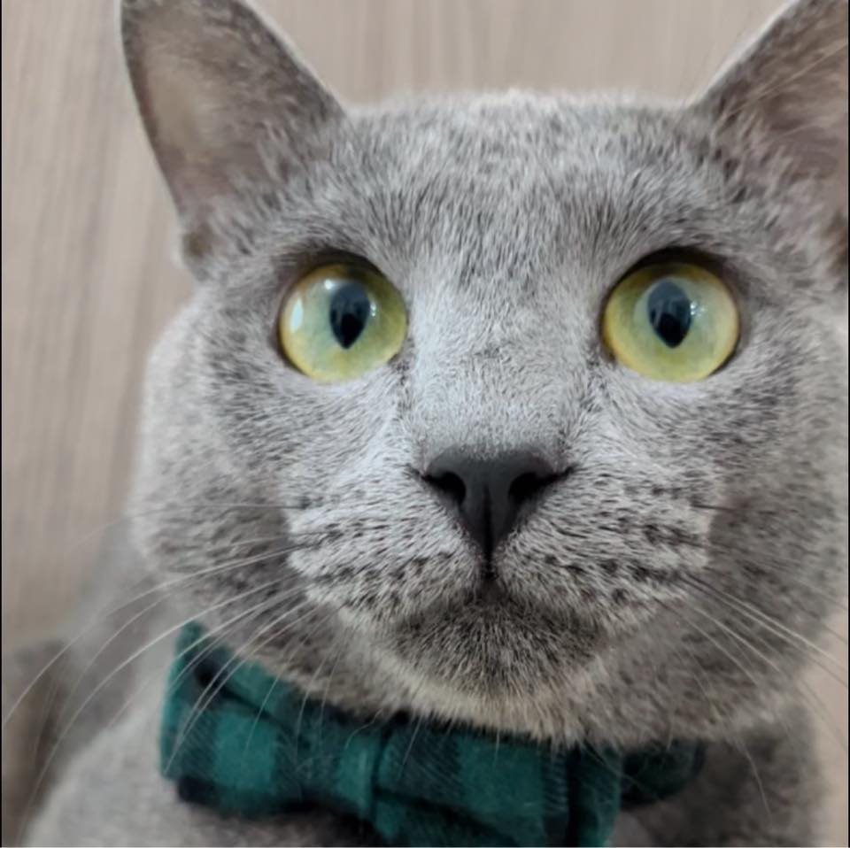 Only cat owners understand 🙋🏻‍♀️😻😹 ️🐈‍⬛ #kittynagi #russianblueworld🌎🐈 ...