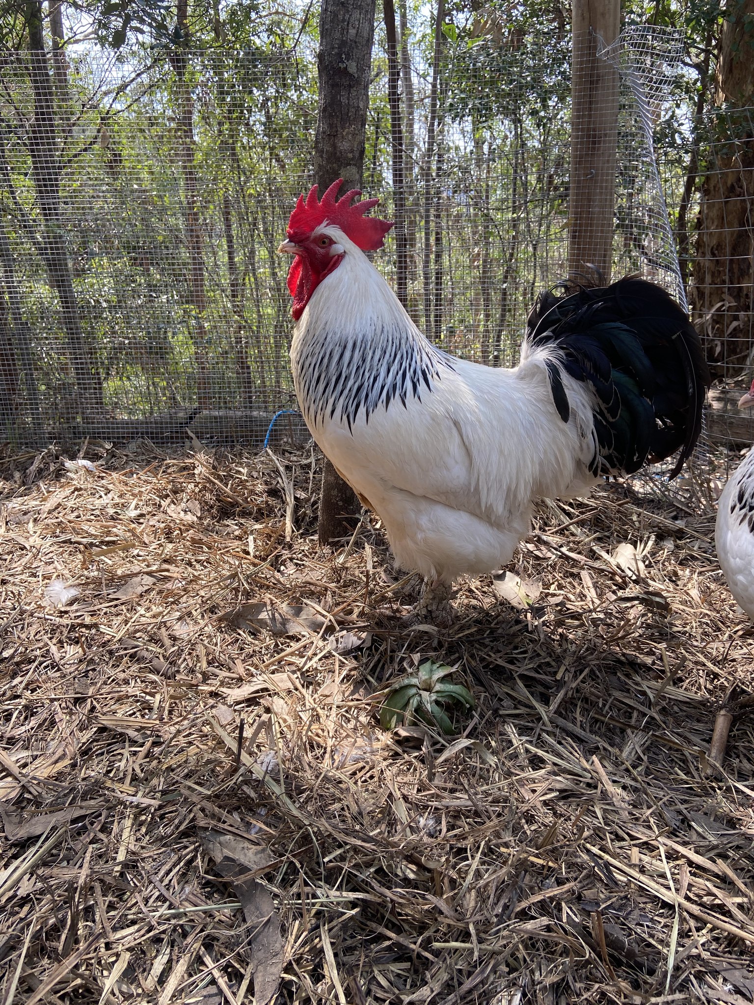 Silver Duckwing Welsummer Rooster | Facebook