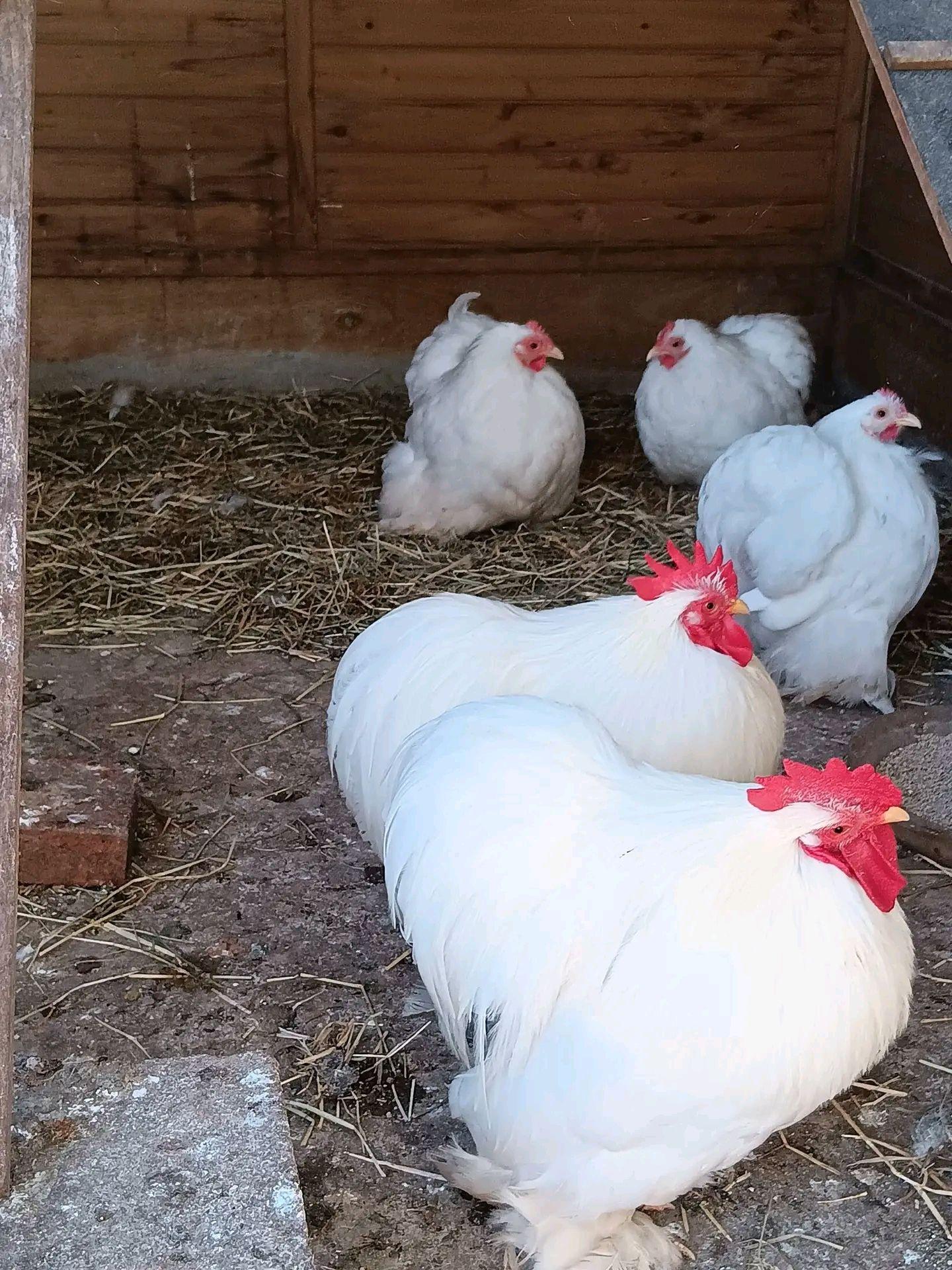 Feather , Fur and Flock