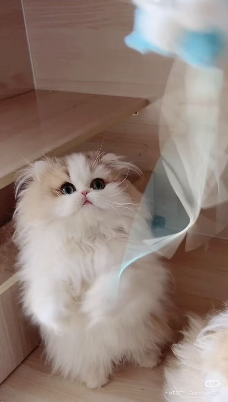This Munchkin kitten is very lively, affectionate, and cute 😊 #munchkin ...