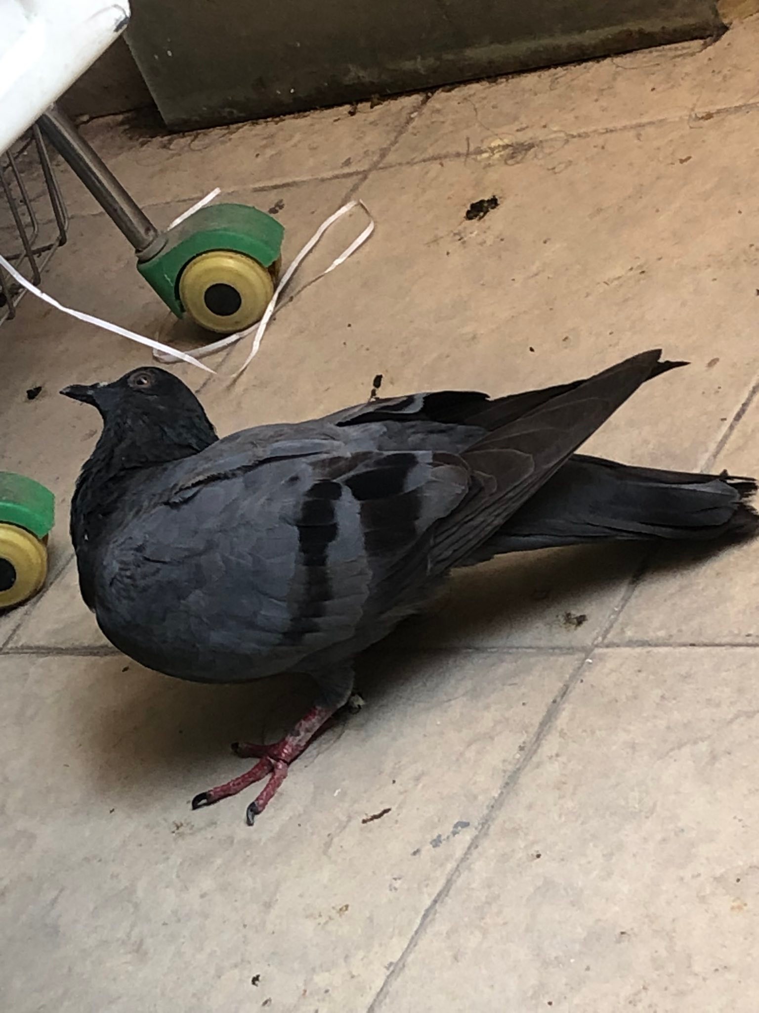 What to do with an injured bird that won