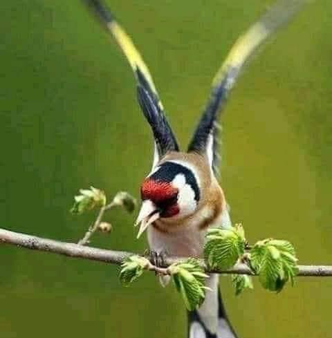 Mo9nin widani | Facebook
