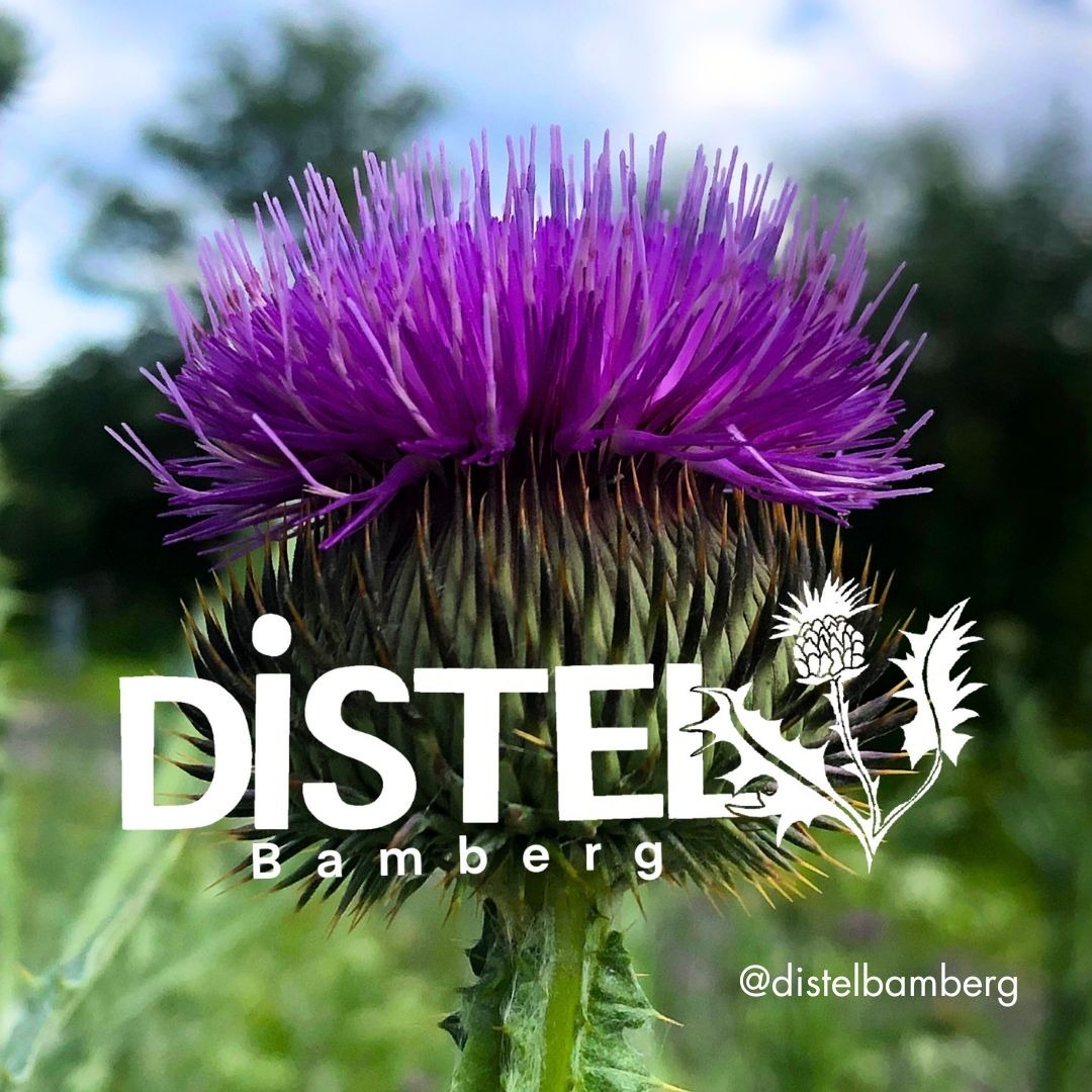 Distel Bamberg