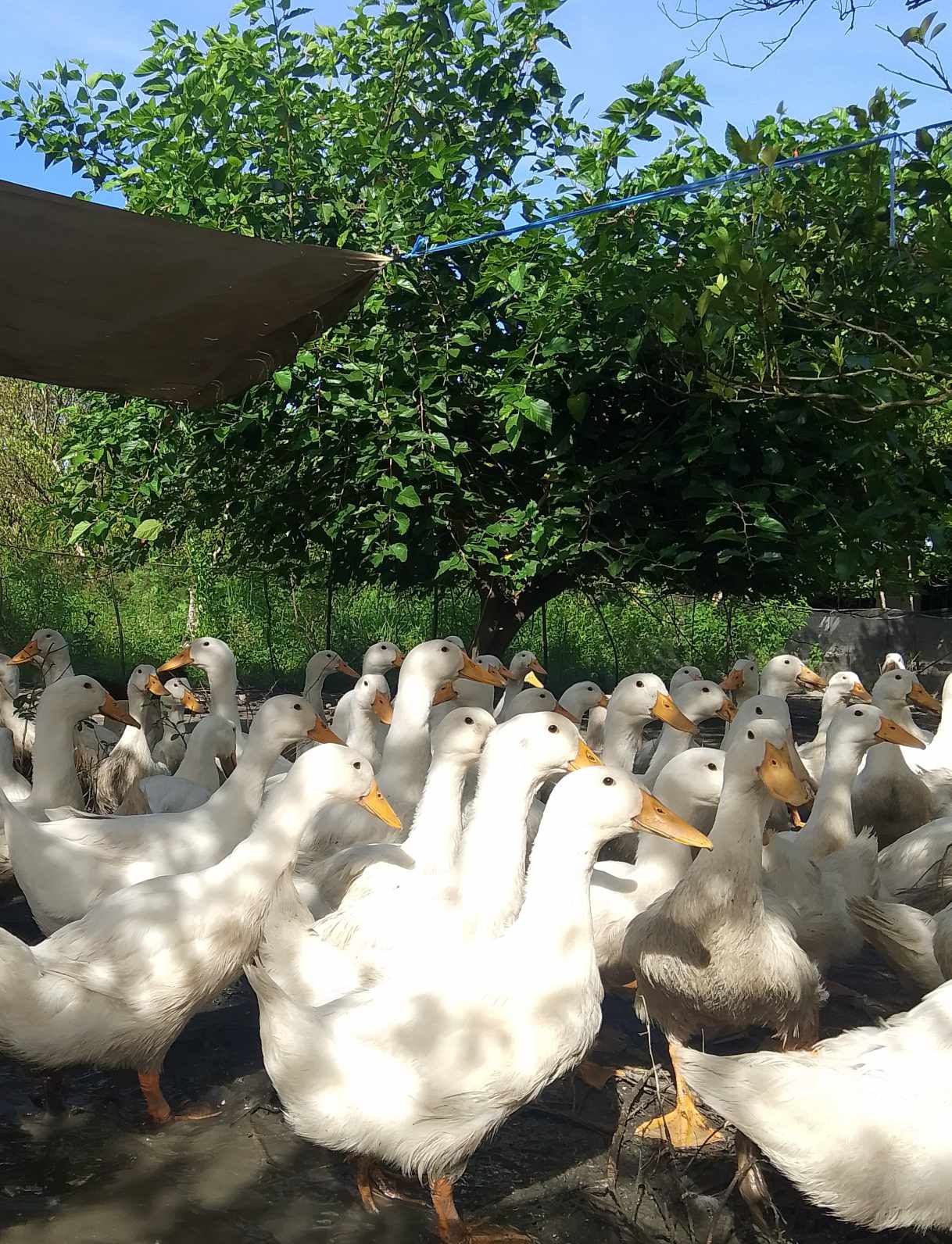 Golden Beak Ranch