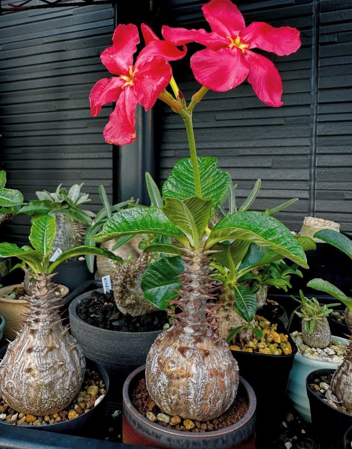 My new Pachypodium Windsorii.