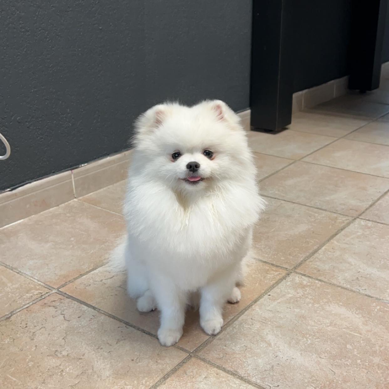 loulou-pom