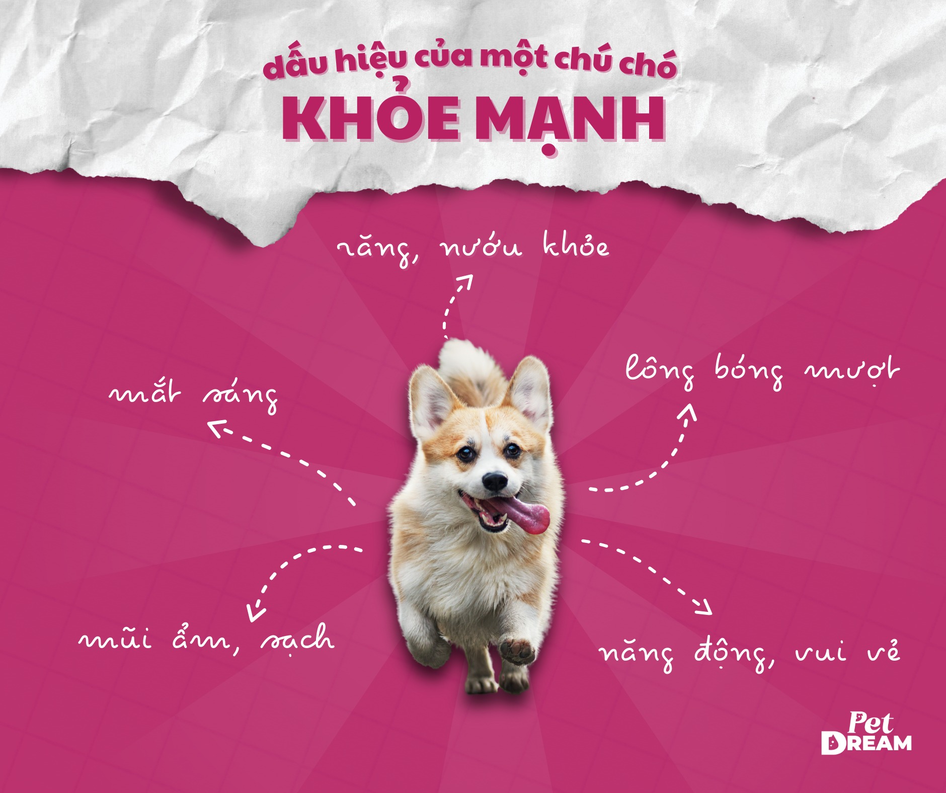 Pet Dream - 🐶 DẤU HIỆU CHÓ CƯNG KHỎE MẠNH – BOSS NHÀ BẠN... | Facebook