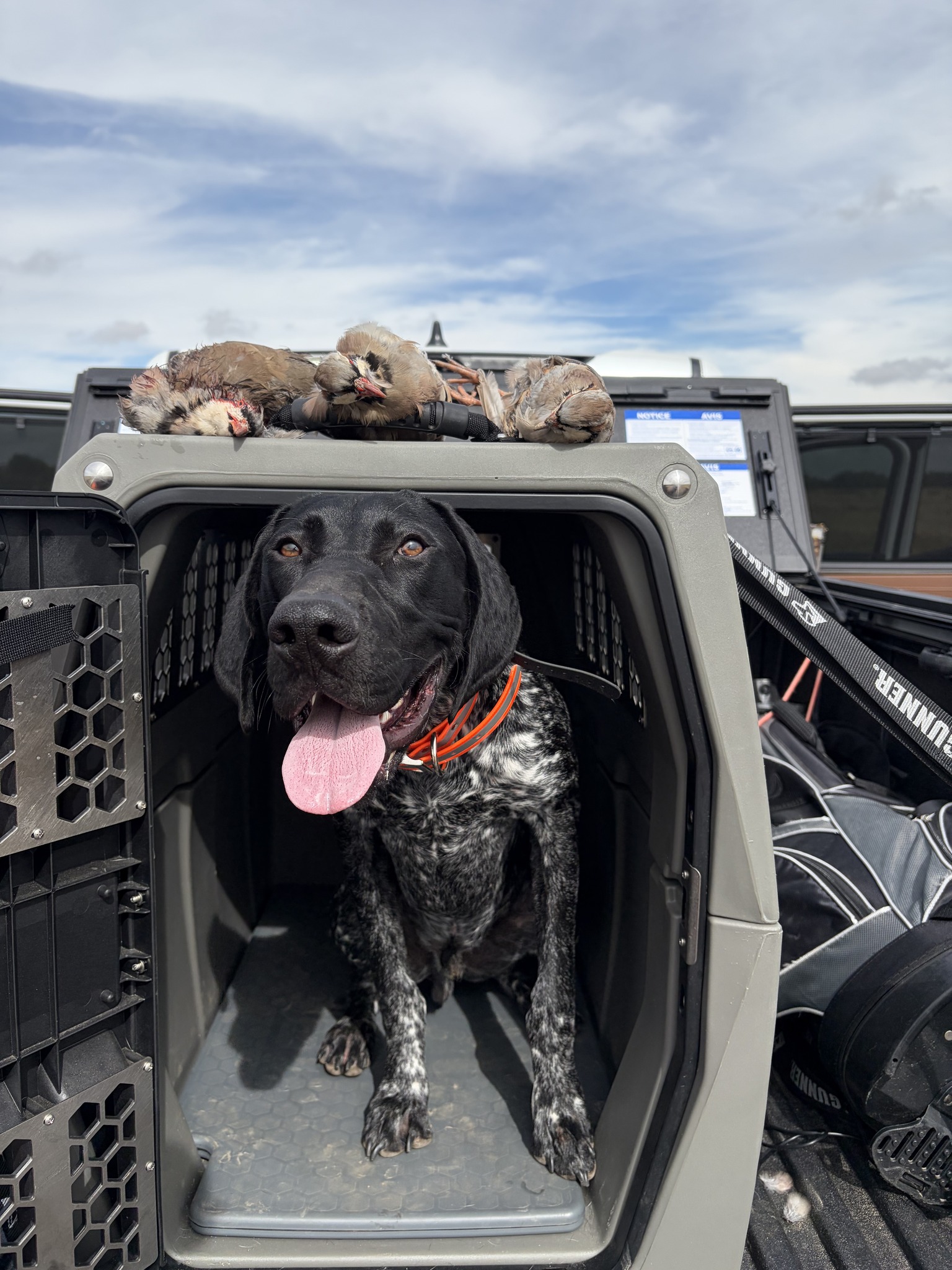 Heavy on the bouncy part #GSP #pointer #birddog | Boone on Birds