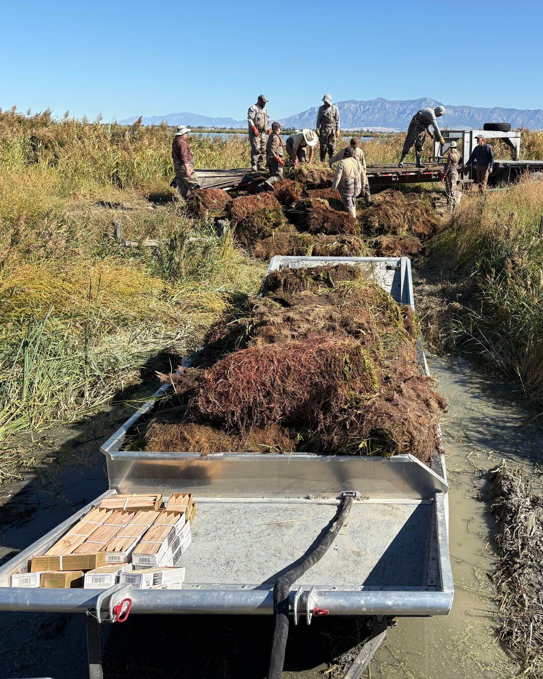 Utah - FFSL and DWR partnered to plant 100 native wetland sod mats ...