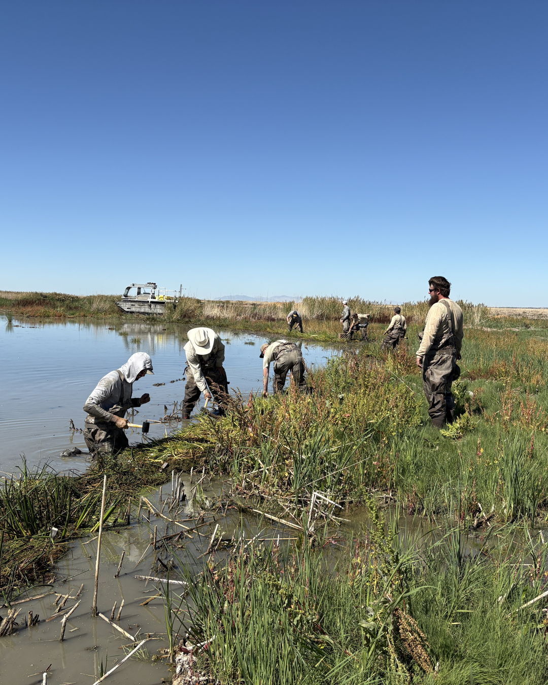 Utah - FFSL and DWR partnered to plant 100 native wetland sod mats ...