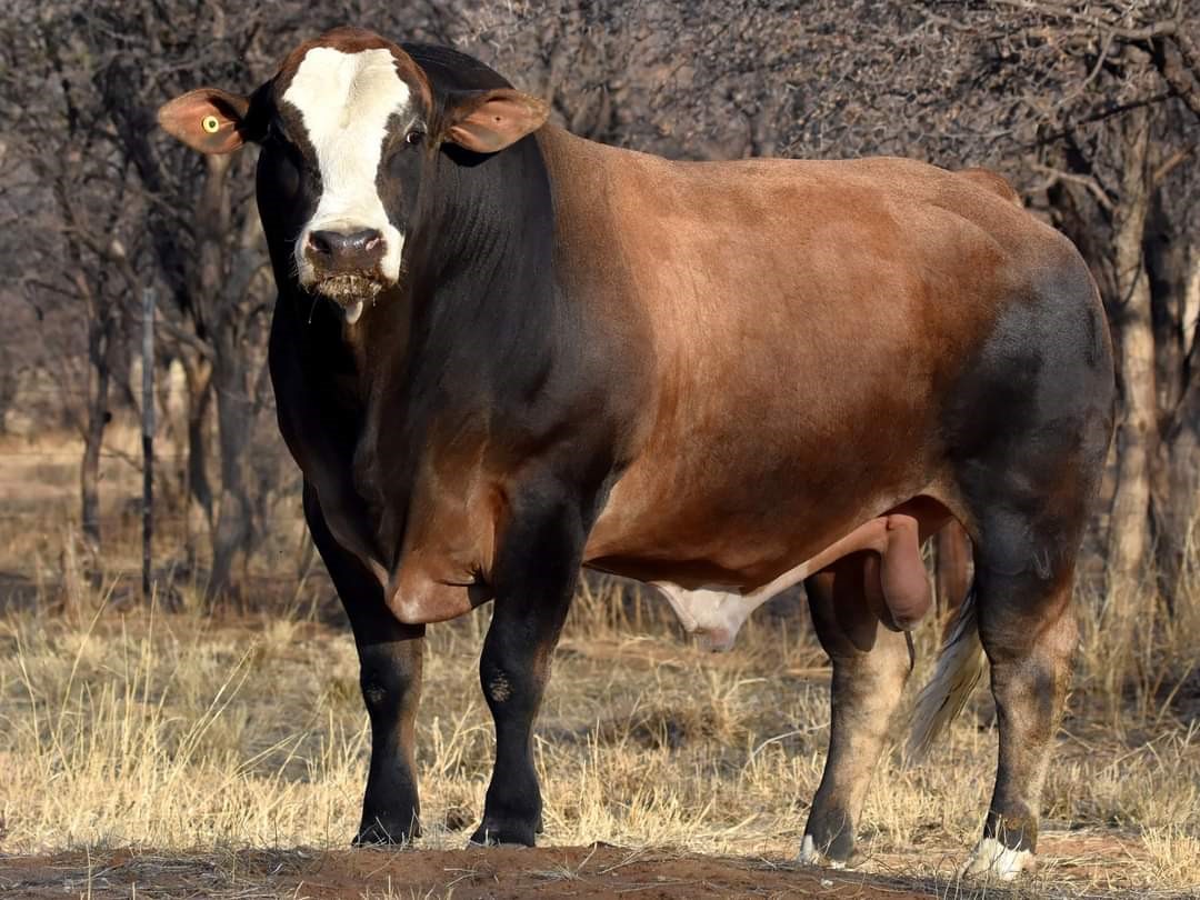 Ugab Valley Simbras | Otjiwarongo