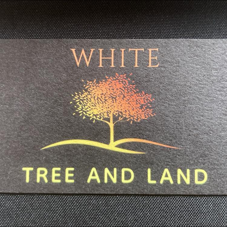 White Tree & land