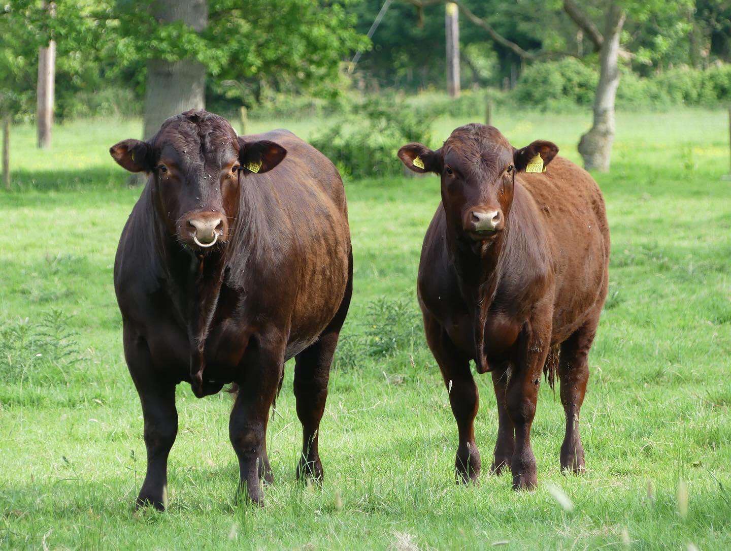 Sussex Cattle Society UK