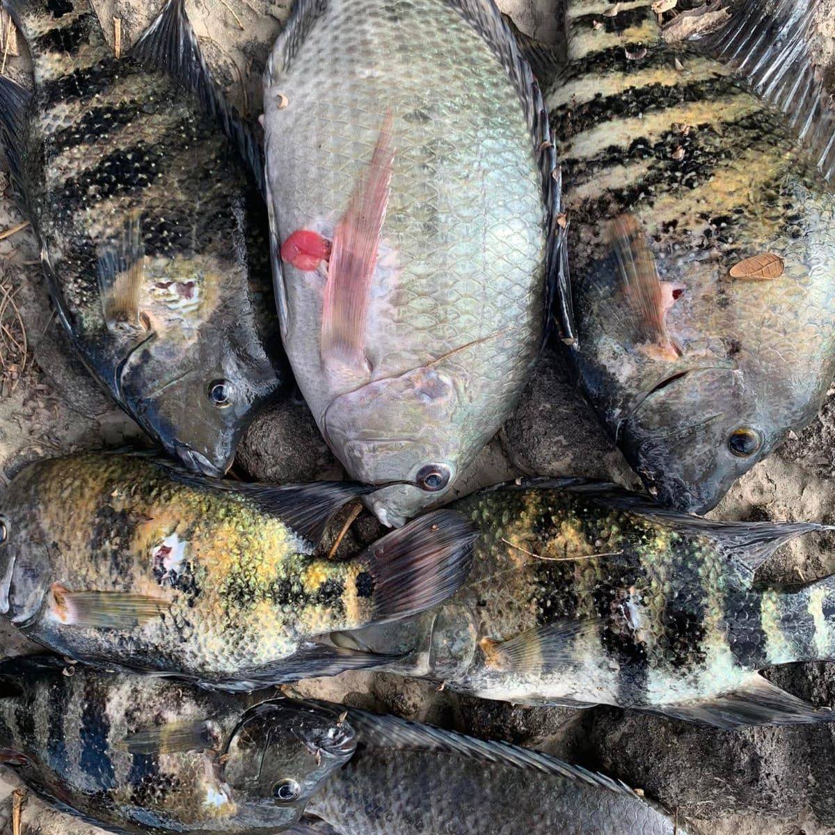 miren que chulada de robalo callo mucha #siganme #parati #COMPARTAN # ...
