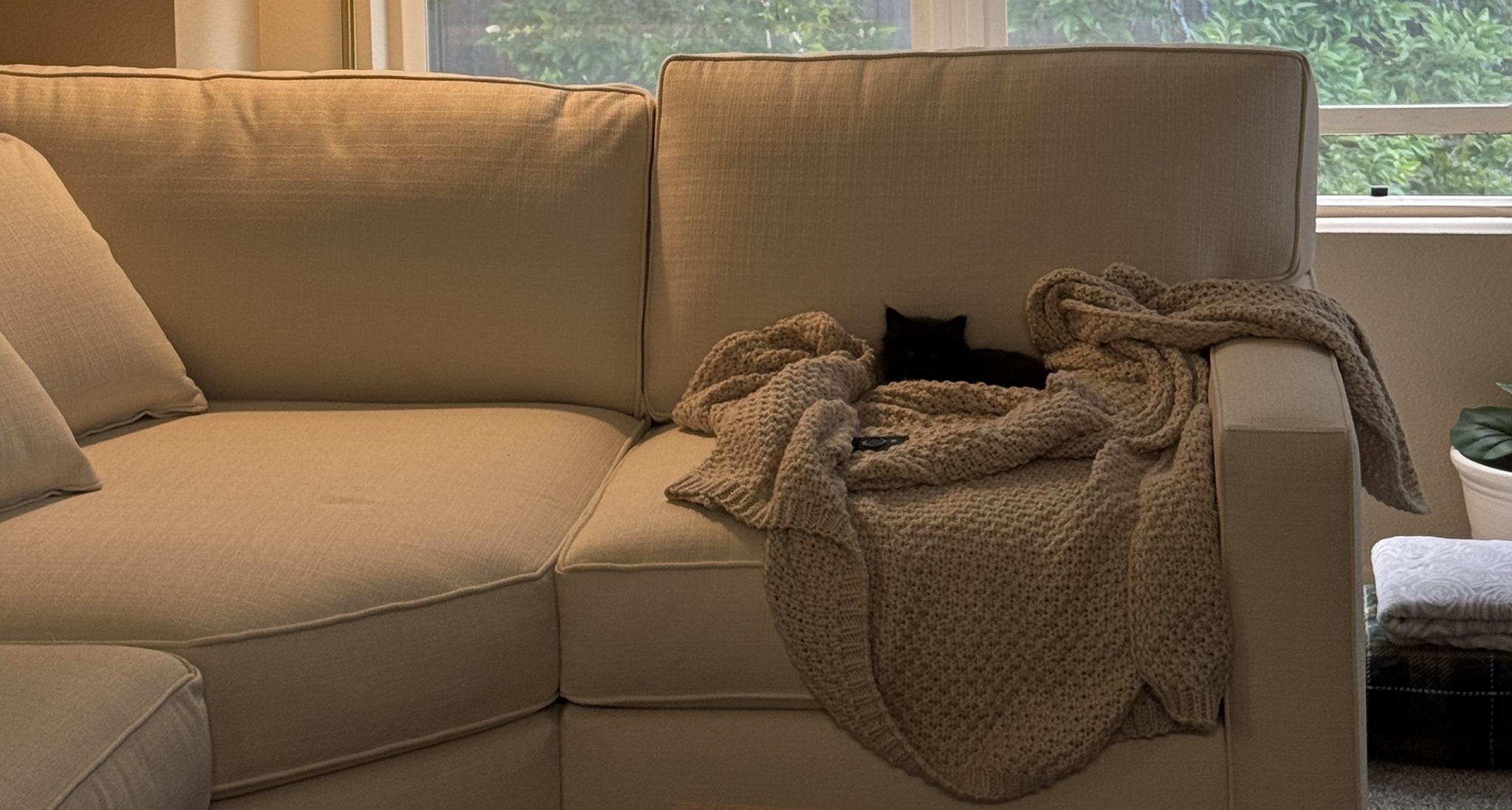 Boo - The Cat