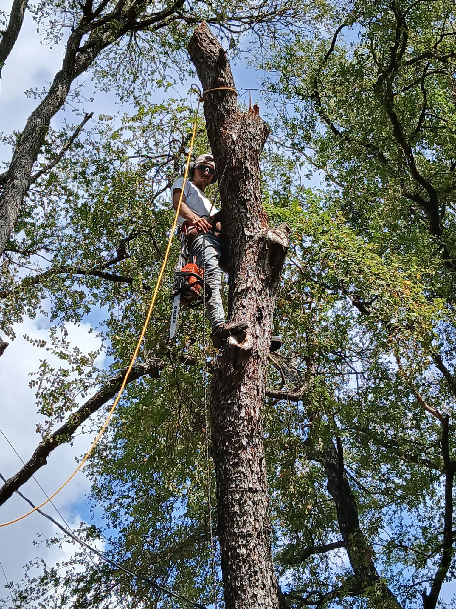 If you have thought about removing those branches from the roof or ...