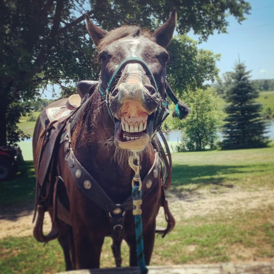 Timberline Ranch Trail rides and horse rescue | Detroit Lakes MN