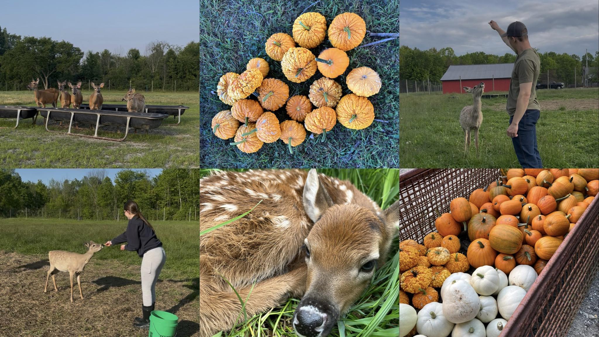 Local Roots Farm