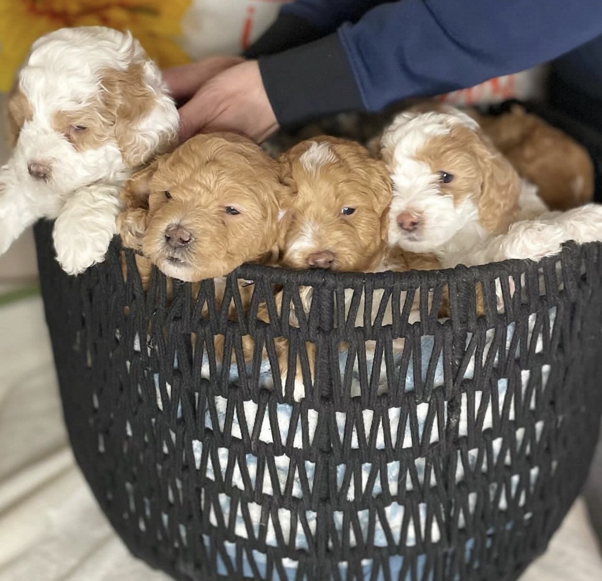 Cavapoo Puppies Ready For Adoption And Rehoming Nearby
