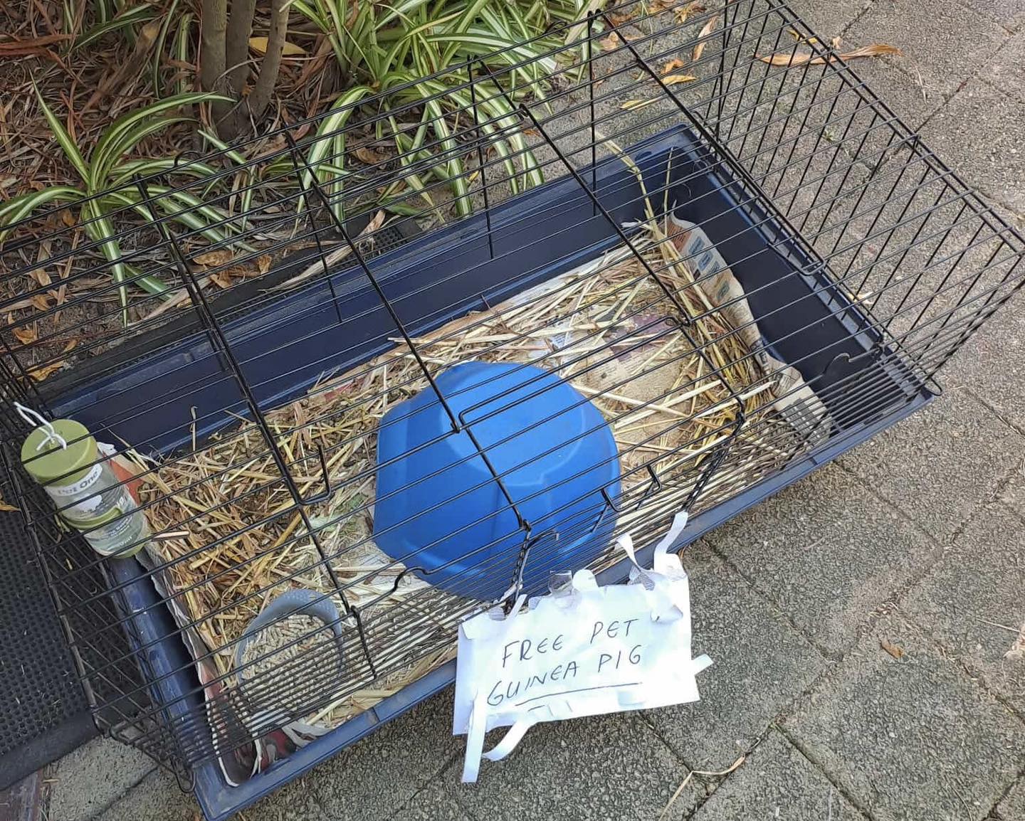 💔 In rescue we see the most... - Romeo's Rabbit Rescue | Facebook
