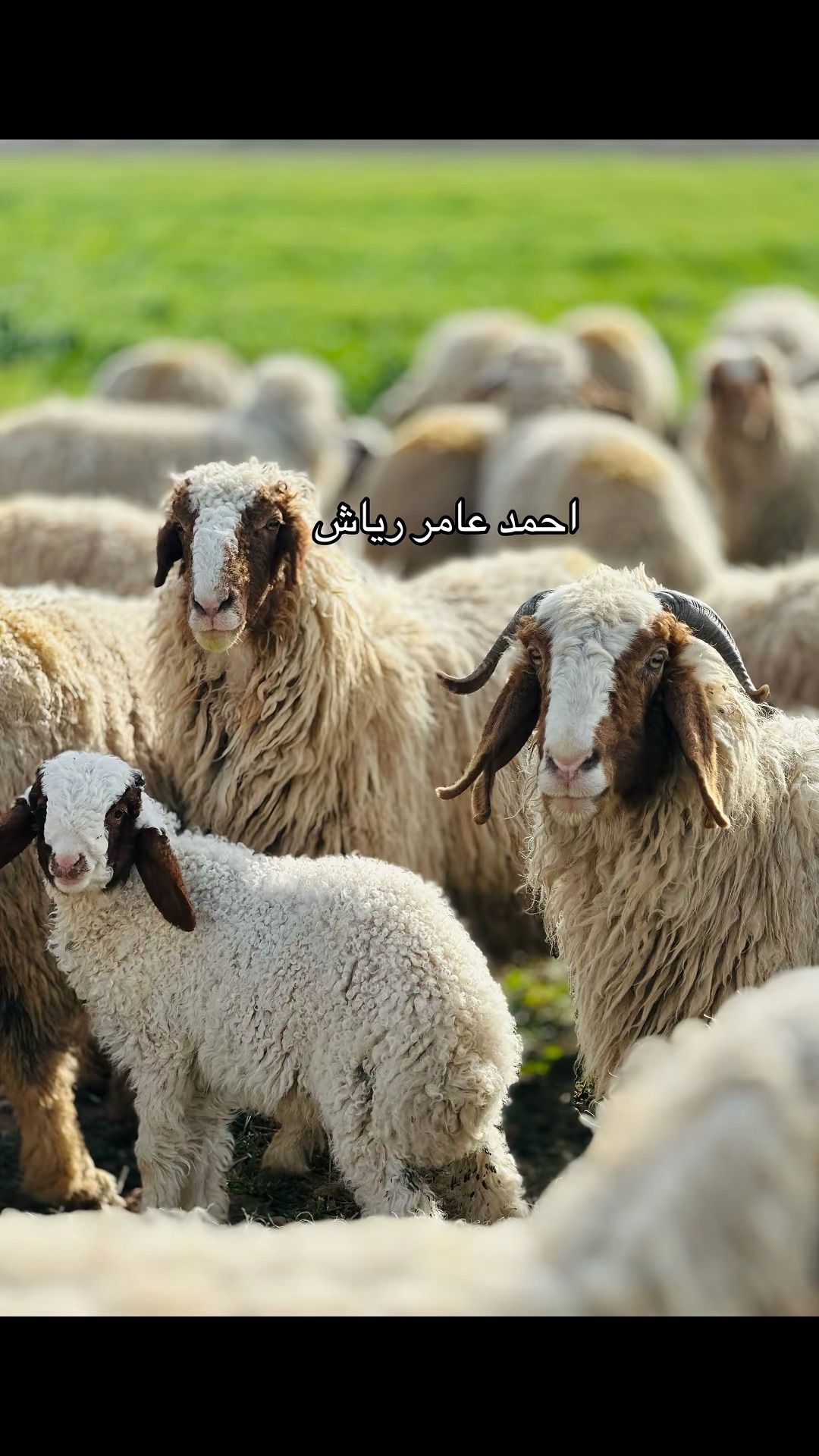 غنم البو حميد ليلان 🔥 | غنم ابو حميد ليلان | Facebook