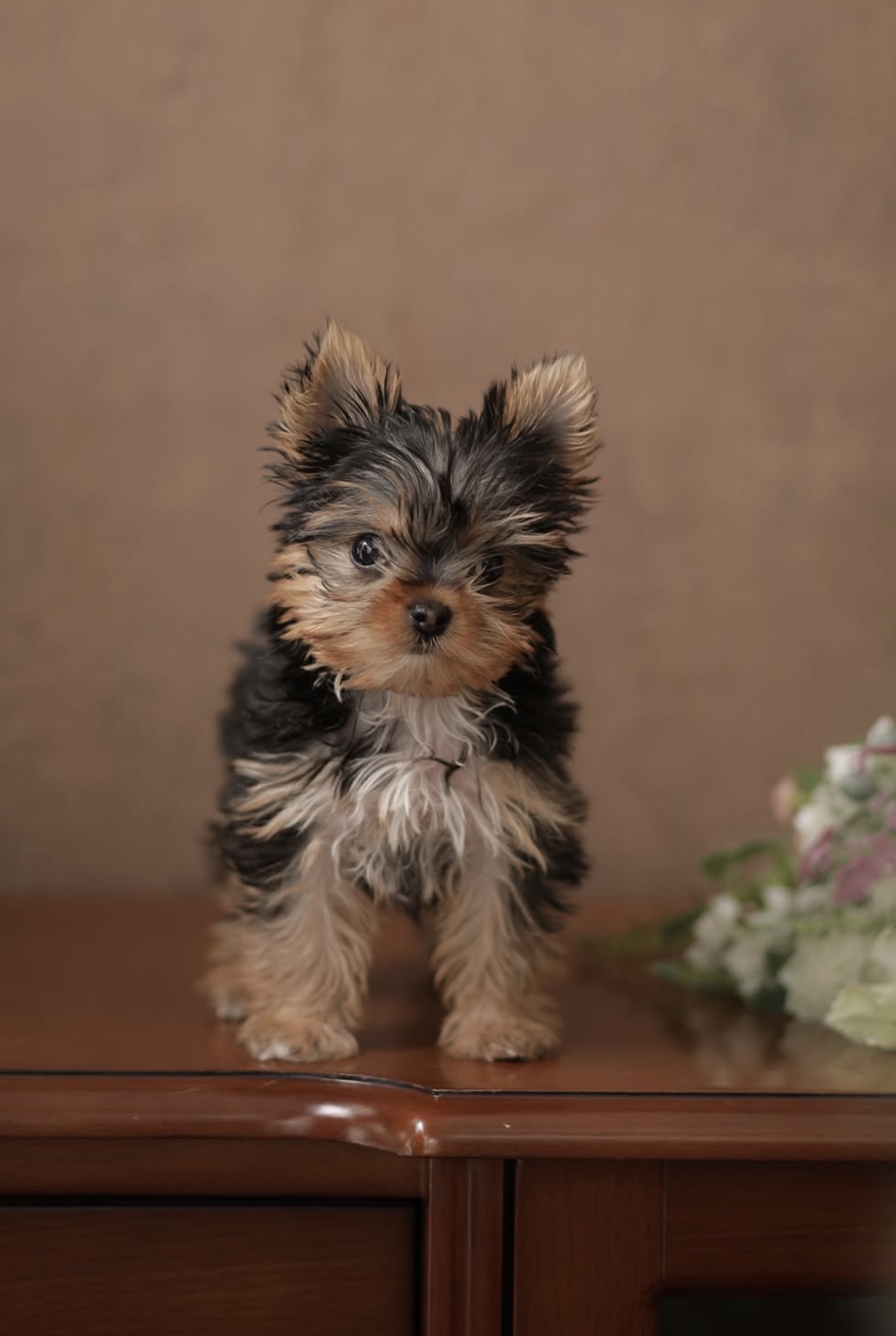 Yorkie first Aid Rescue