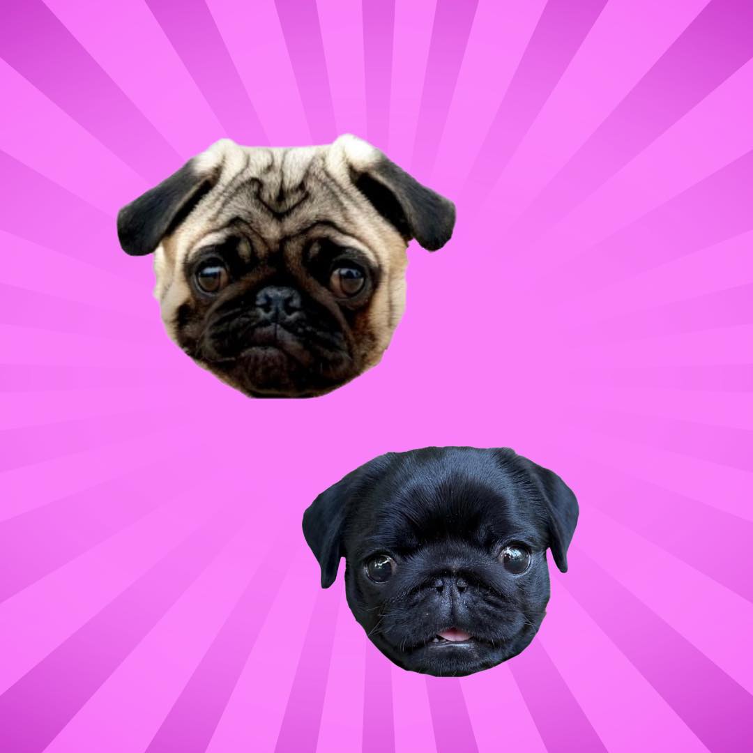 Pug potatoes every time 🥔 ️ #puglife #dogsofinstagram #pugs # ...