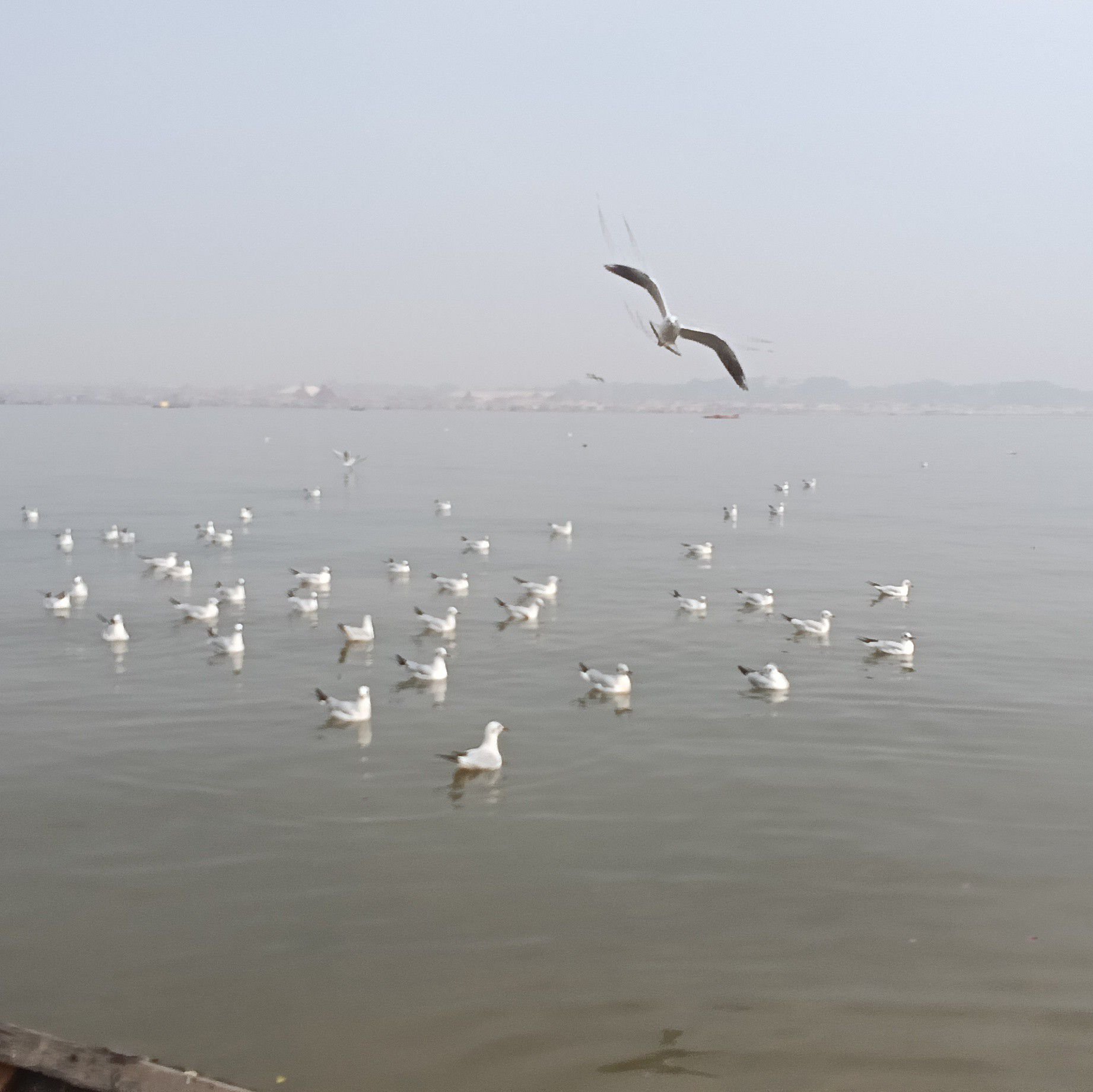 Ai nature video ️ #scene | zen safar